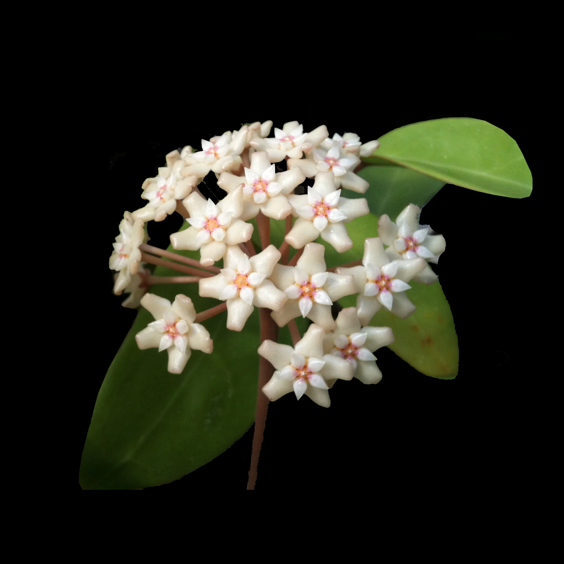 Hoya amoena