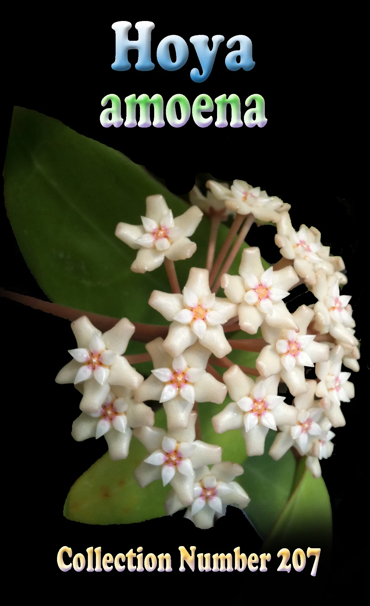 Hoya amoena - Image 2