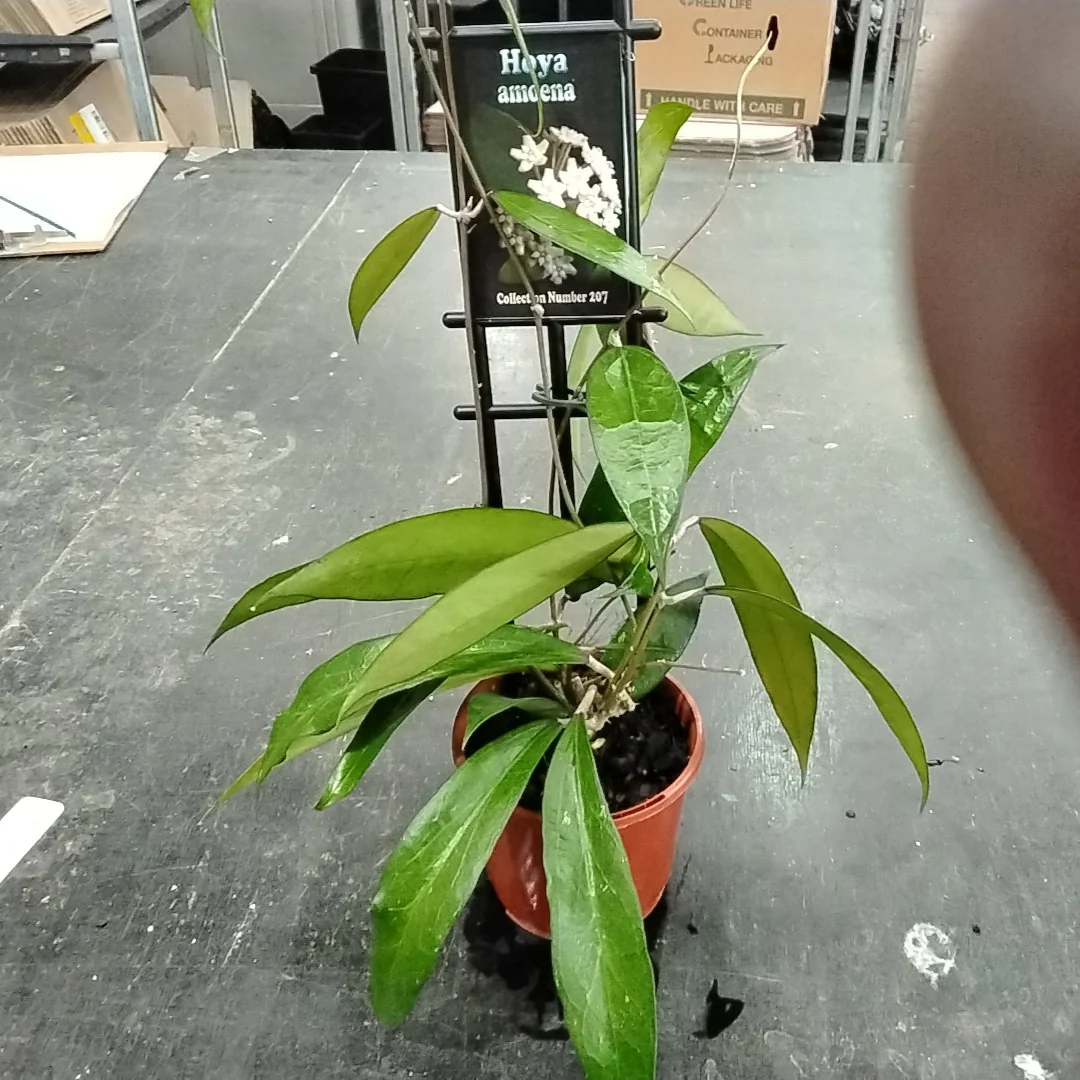 Hoya amoena - Image 3