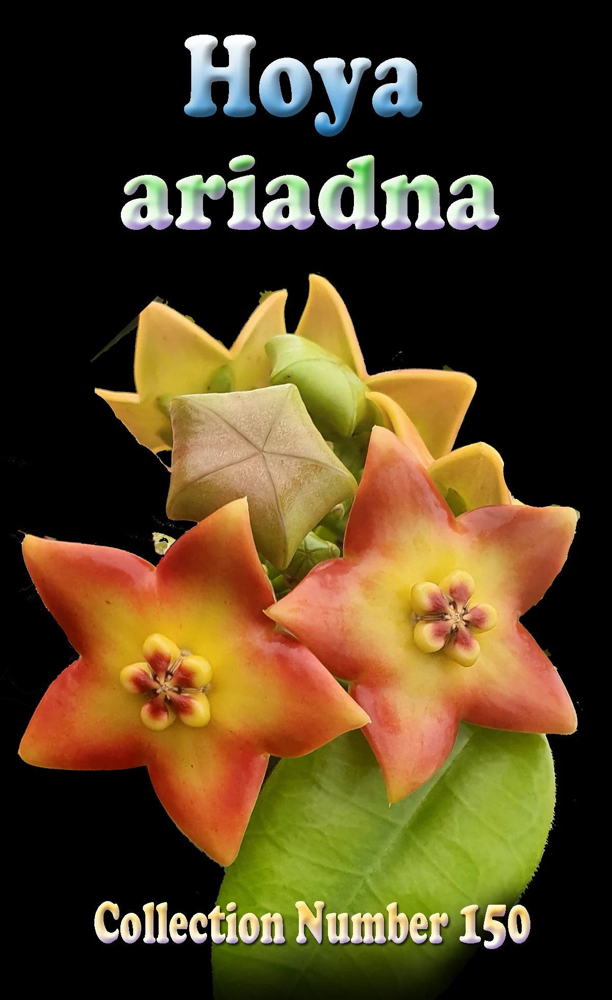Hoya ariadna - Image 2