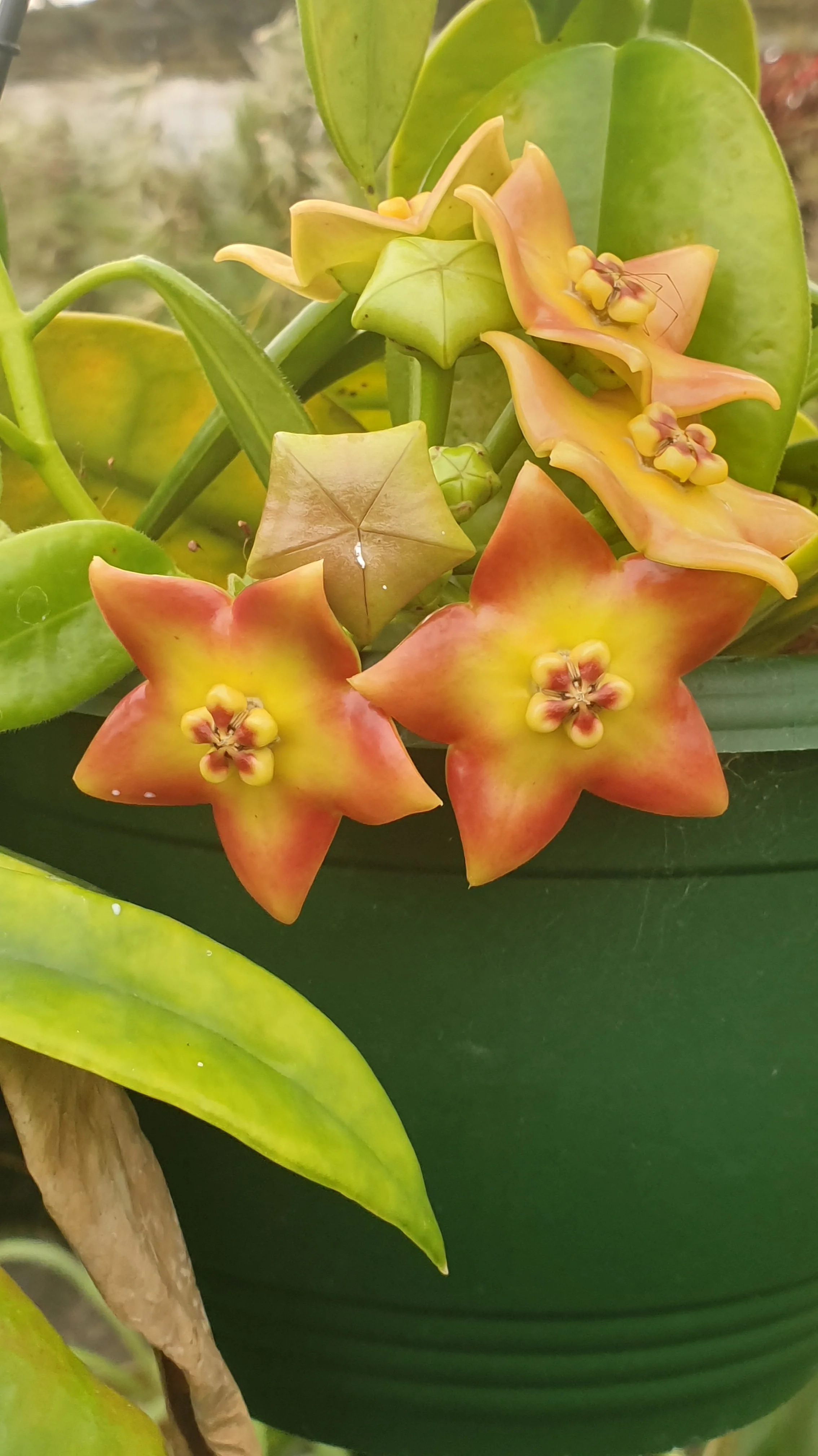 Hoya ariadna - Image 3