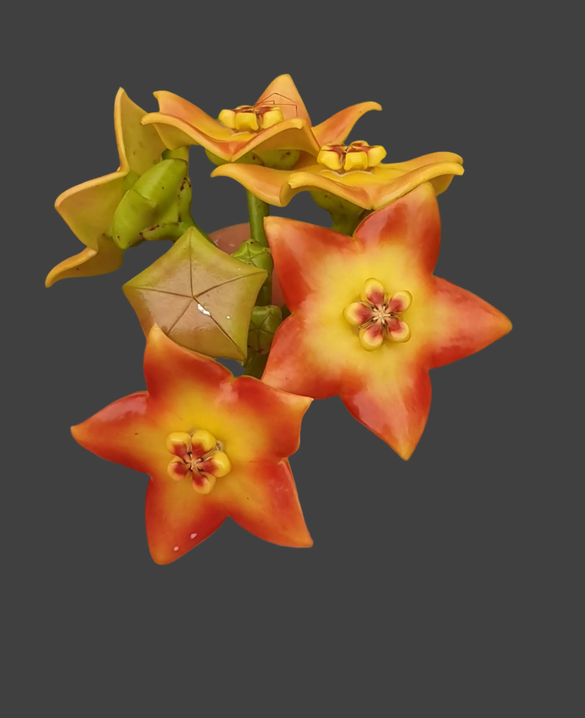 Hoya ariadna - Image 4