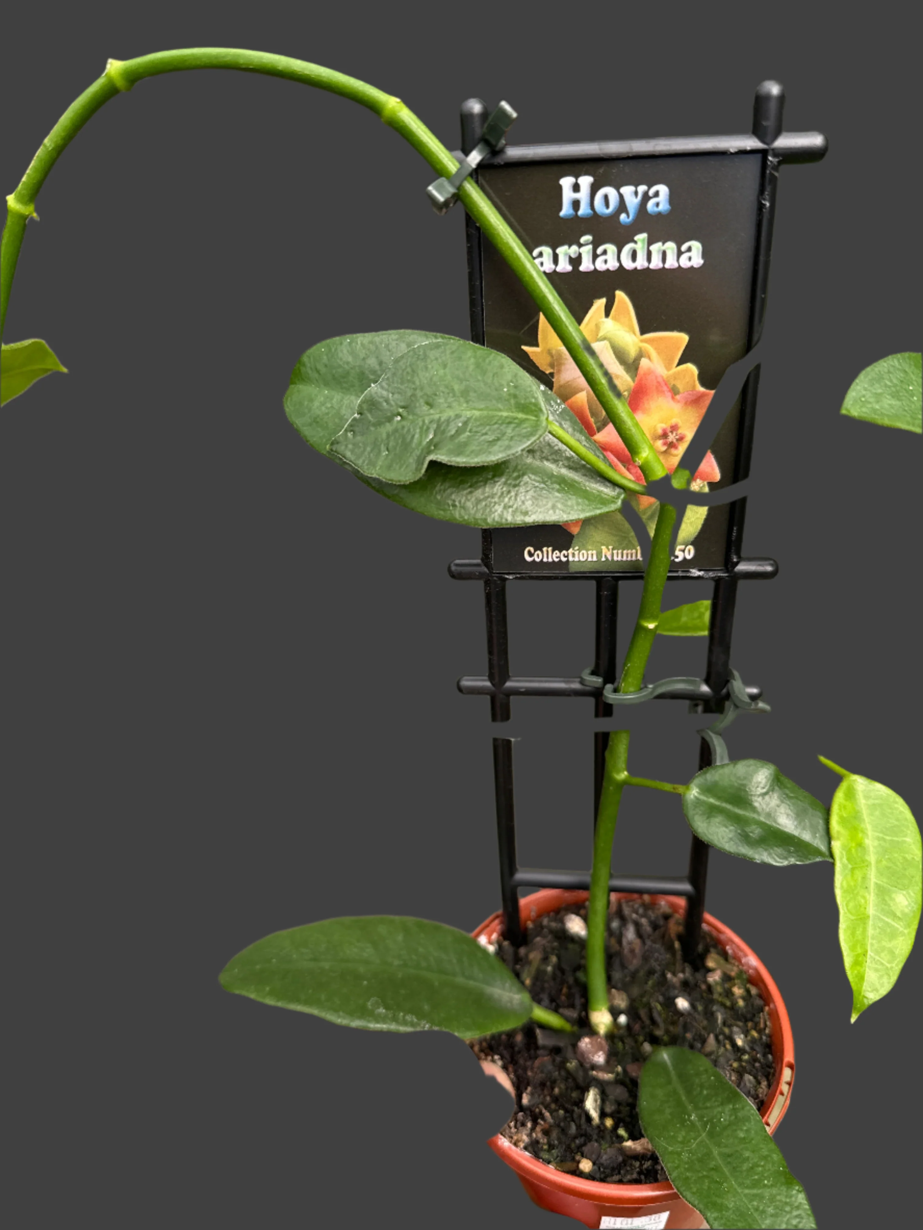 Hoya ariadna - Image 5