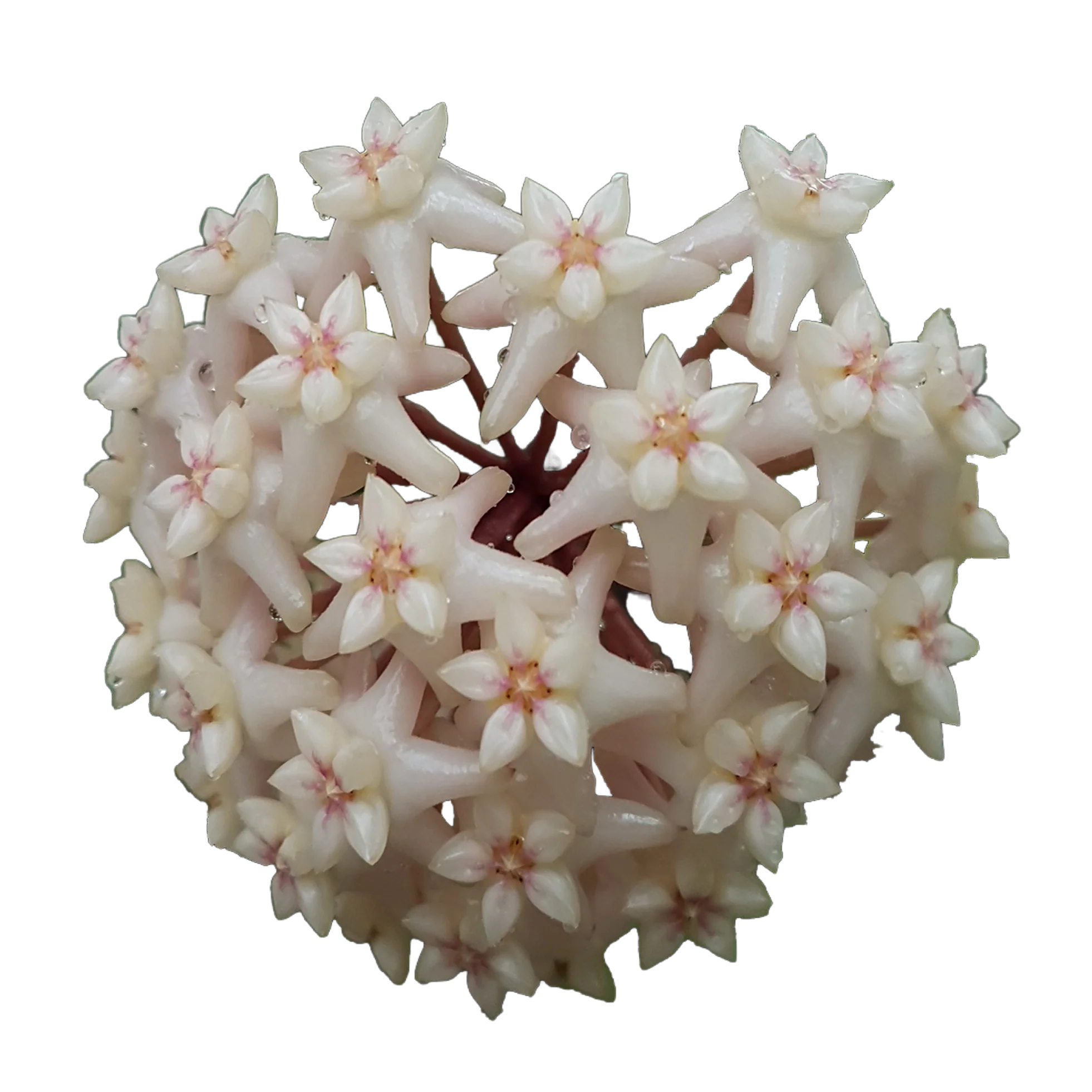 Hoya arnottiana