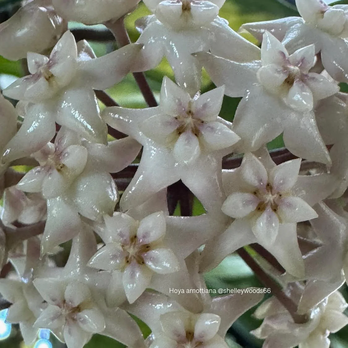 Hoya arnottiana - Image 2