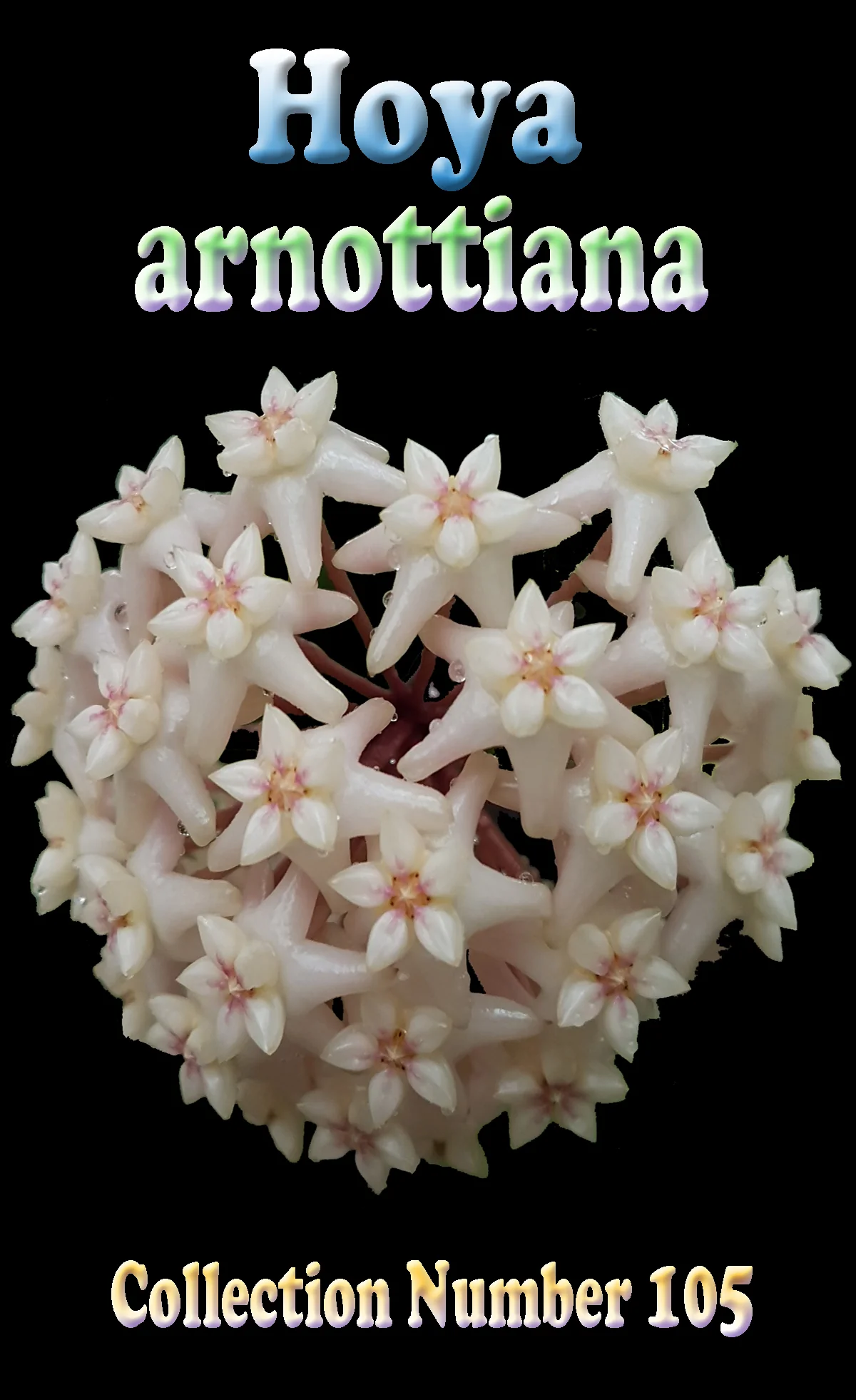Hoya arnottiana - Image 3