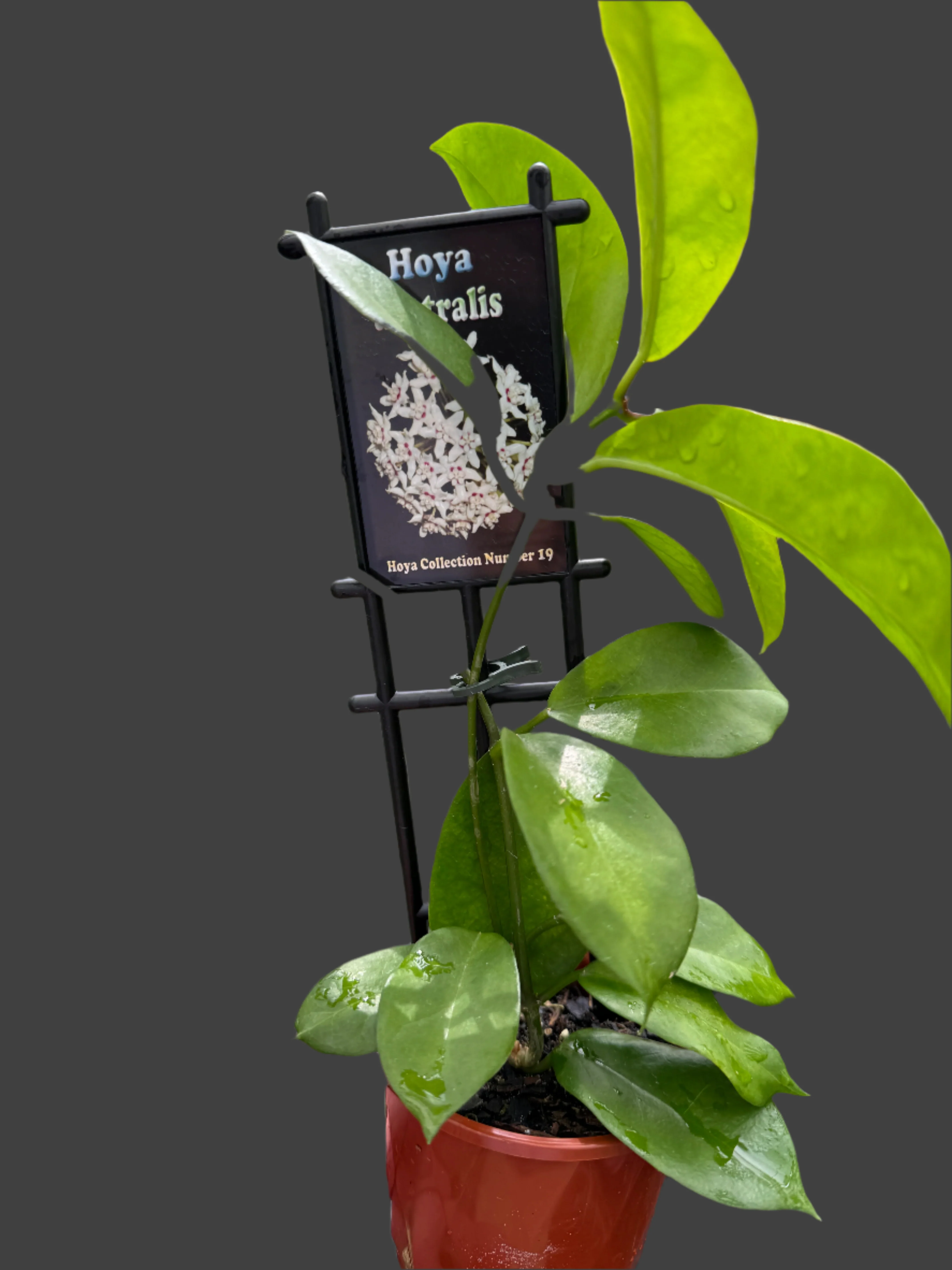 Hoya australis - Image 2