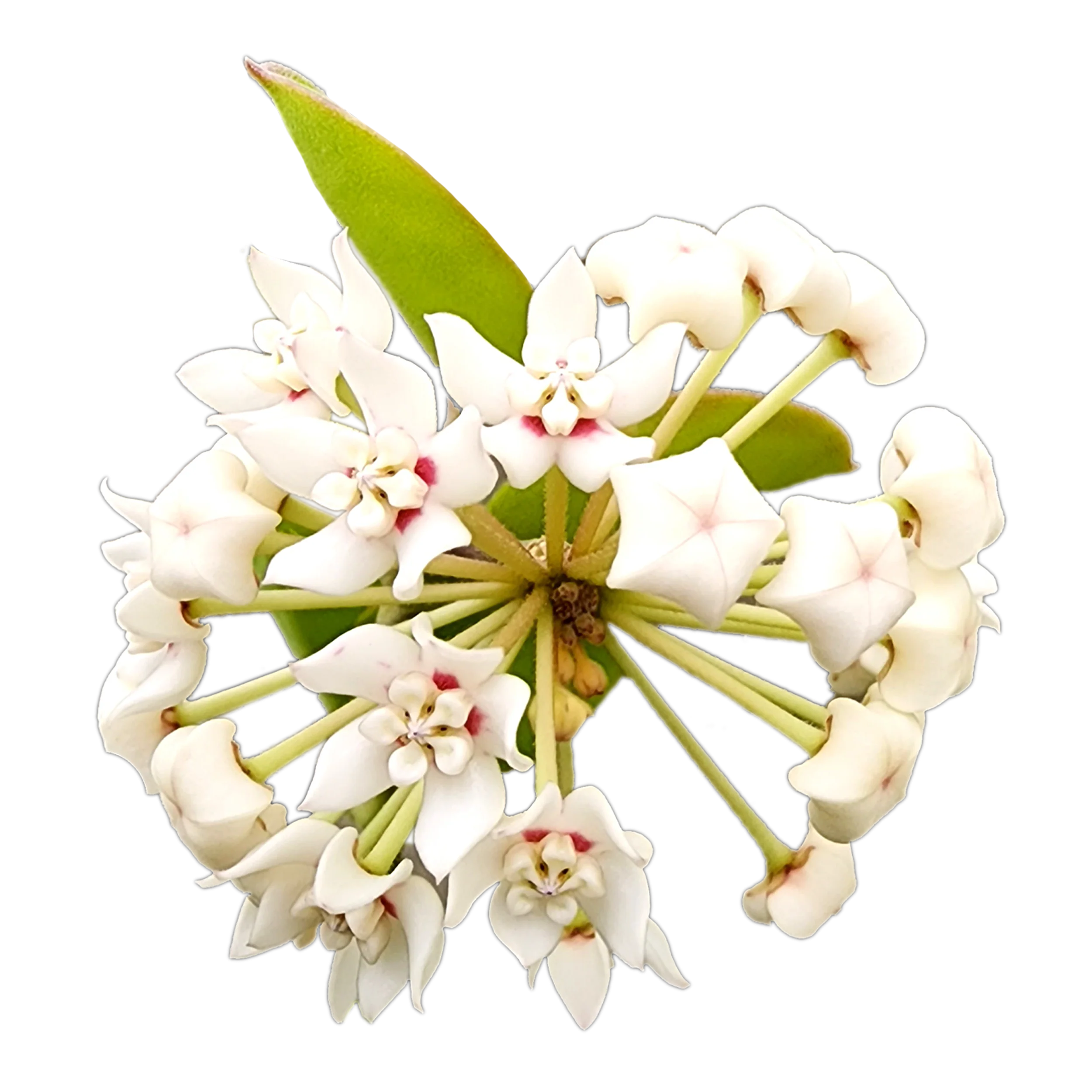 Hoya australis 'Compacta'