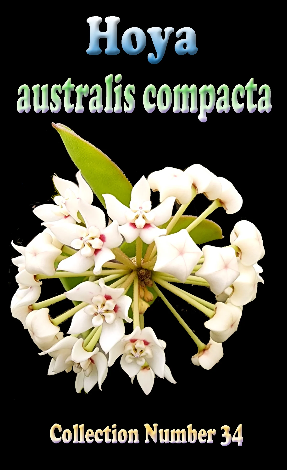 Hoya australis 'Compacta' - Image 2