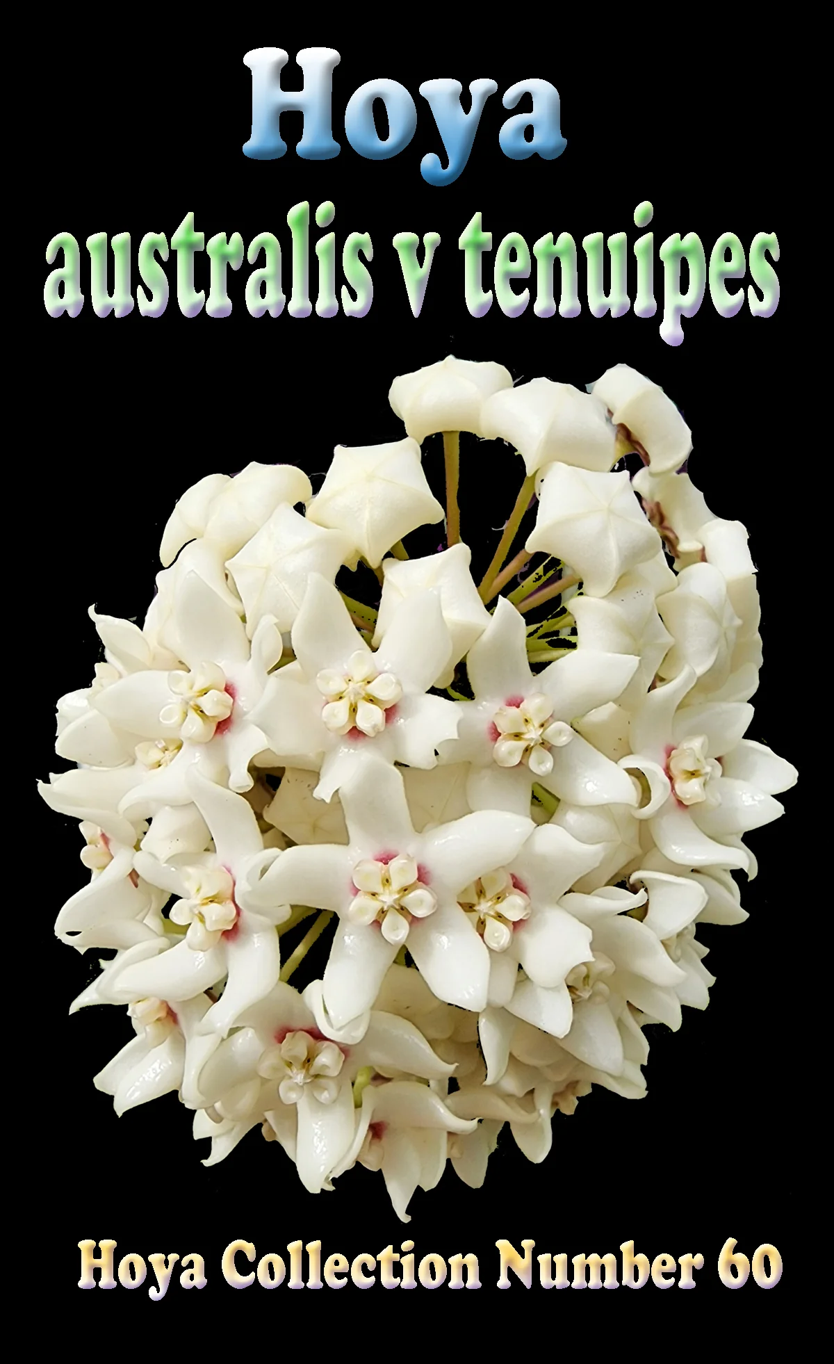 Hoya australis ssp. tenuipes - Image 2