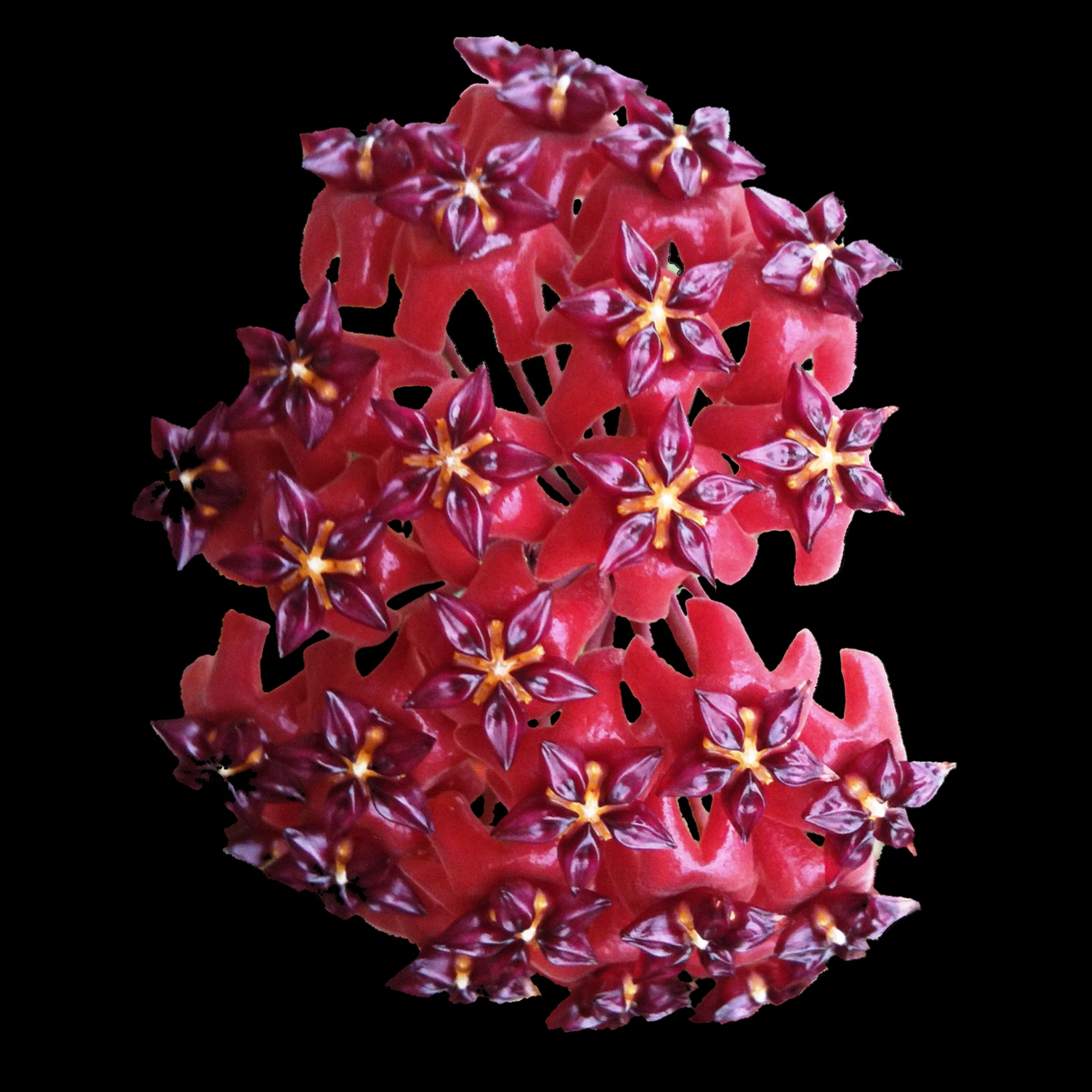 Hoya bordenii