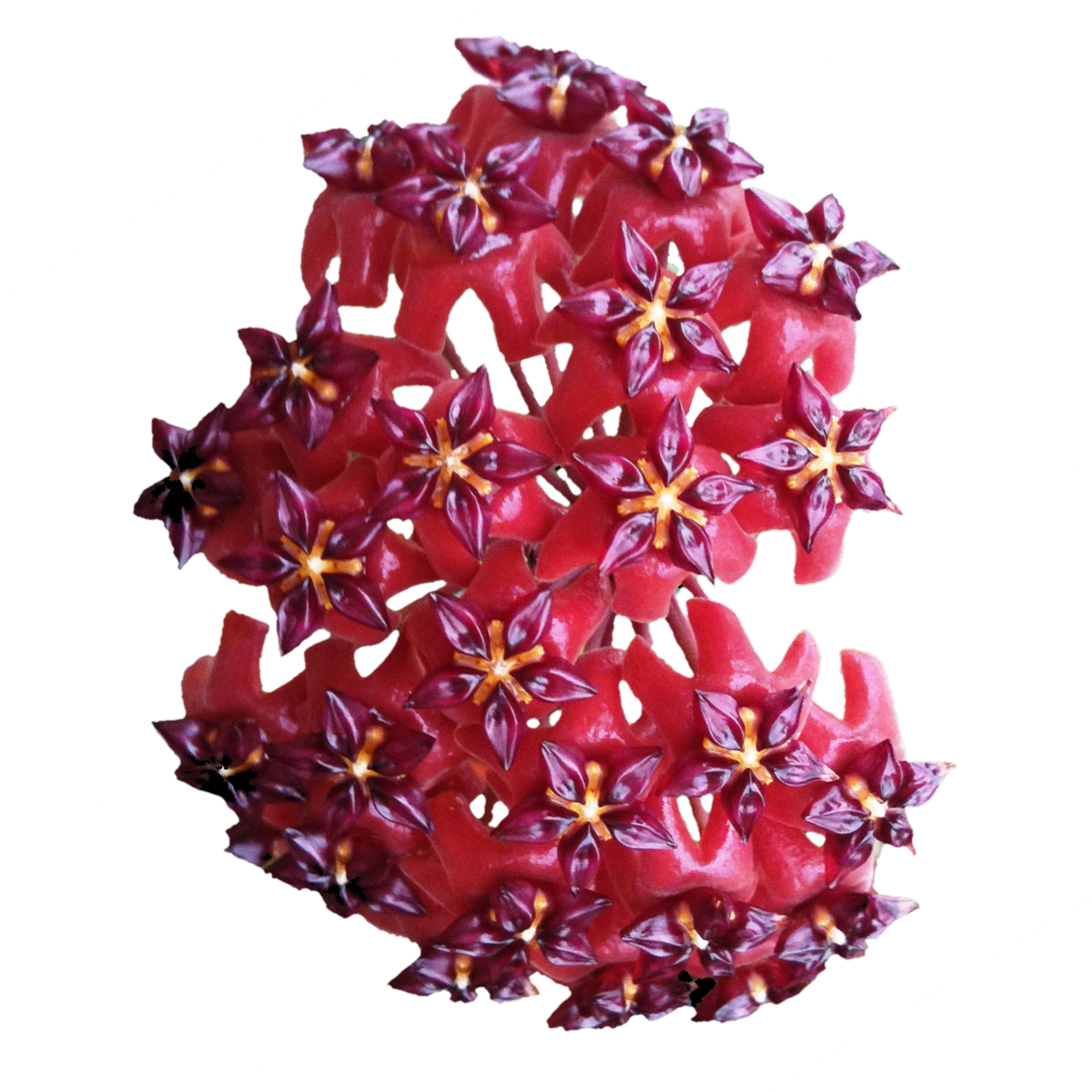 Hoya bordenii - Image 2
