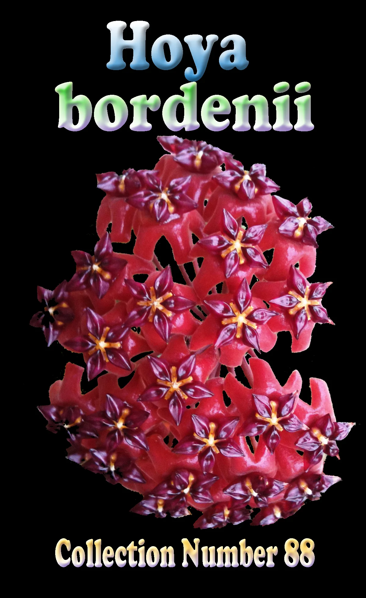 Hoya bordenii - Image 3