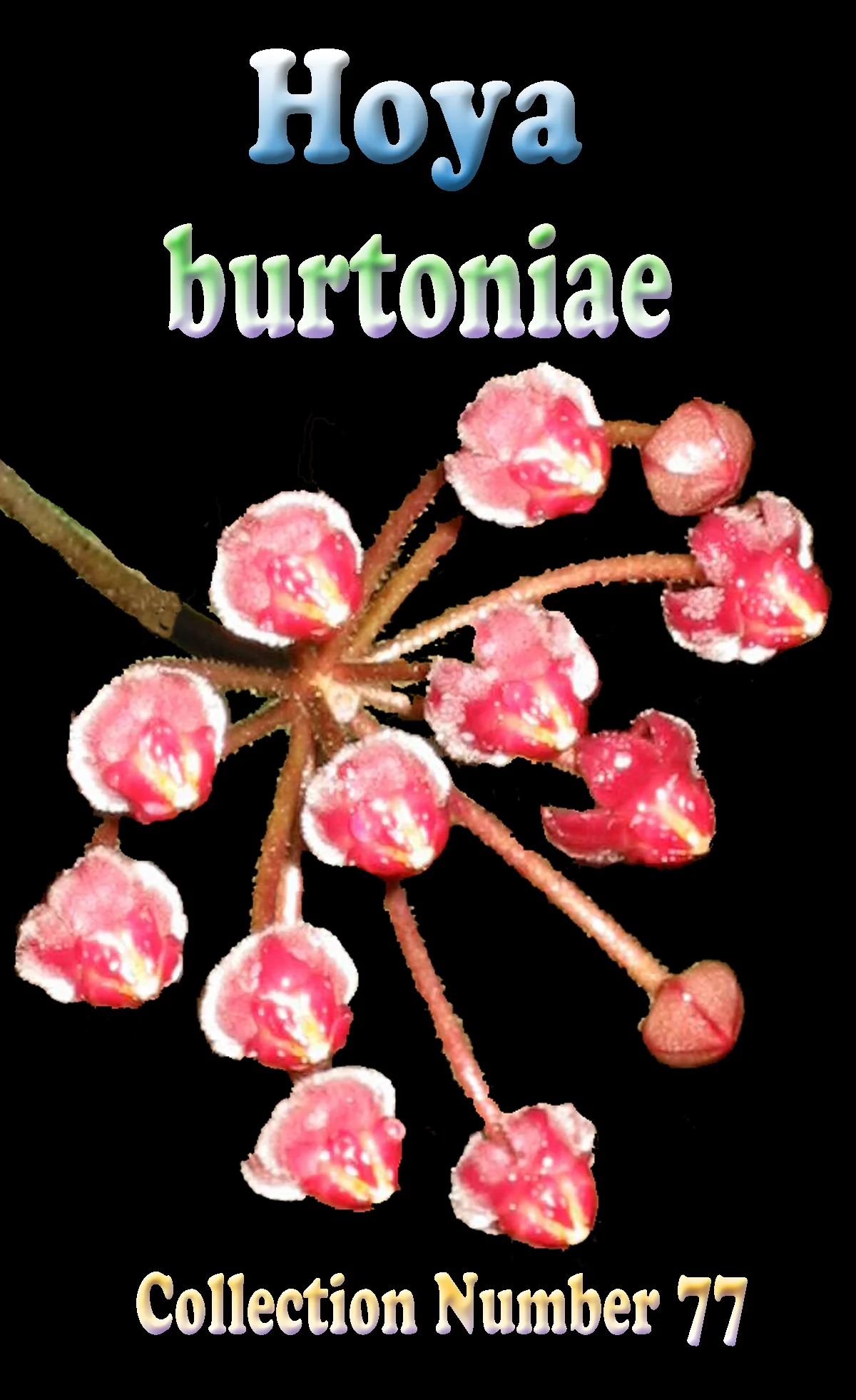 Hoya burtoniae - Image 2