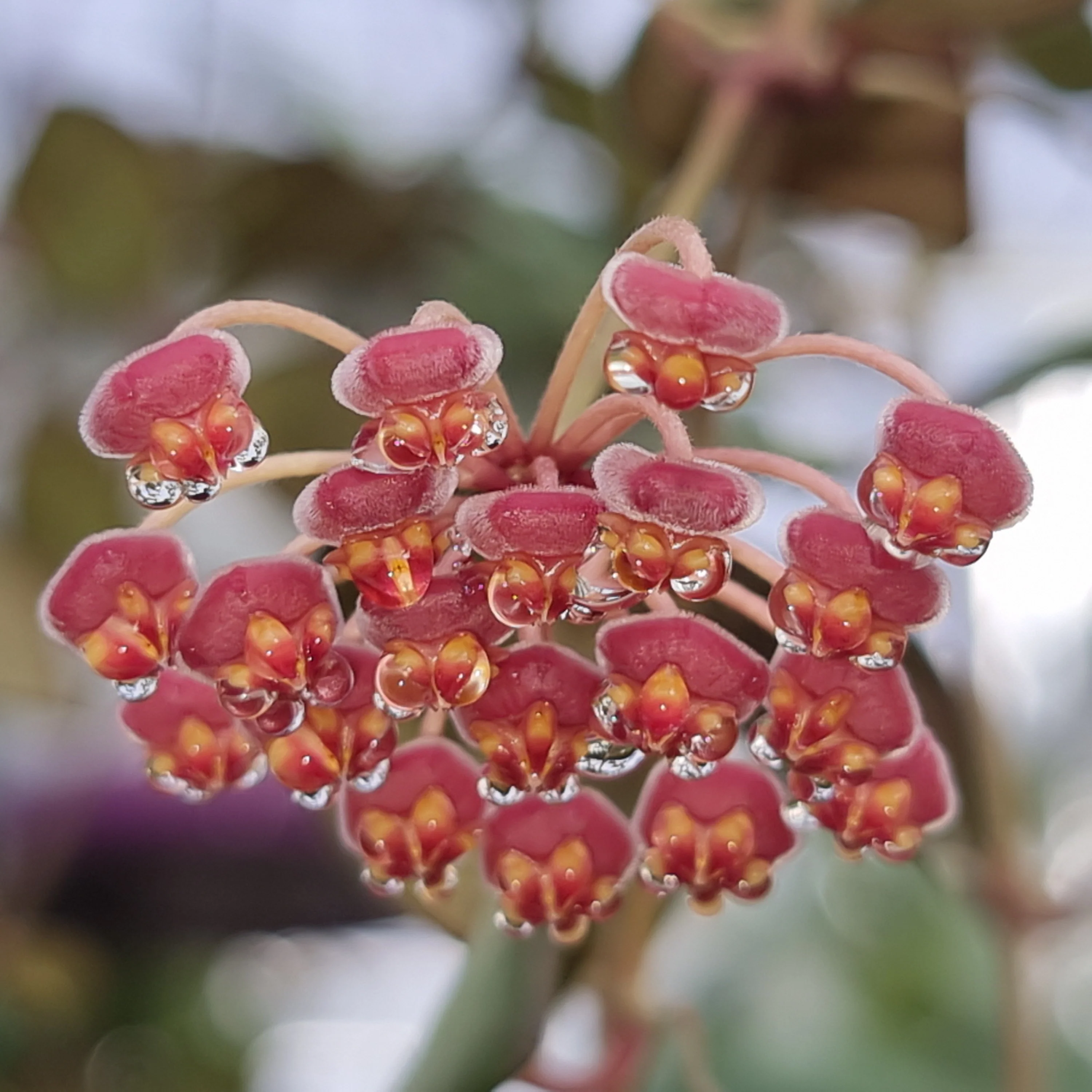Hoya burtoniae - Image 3