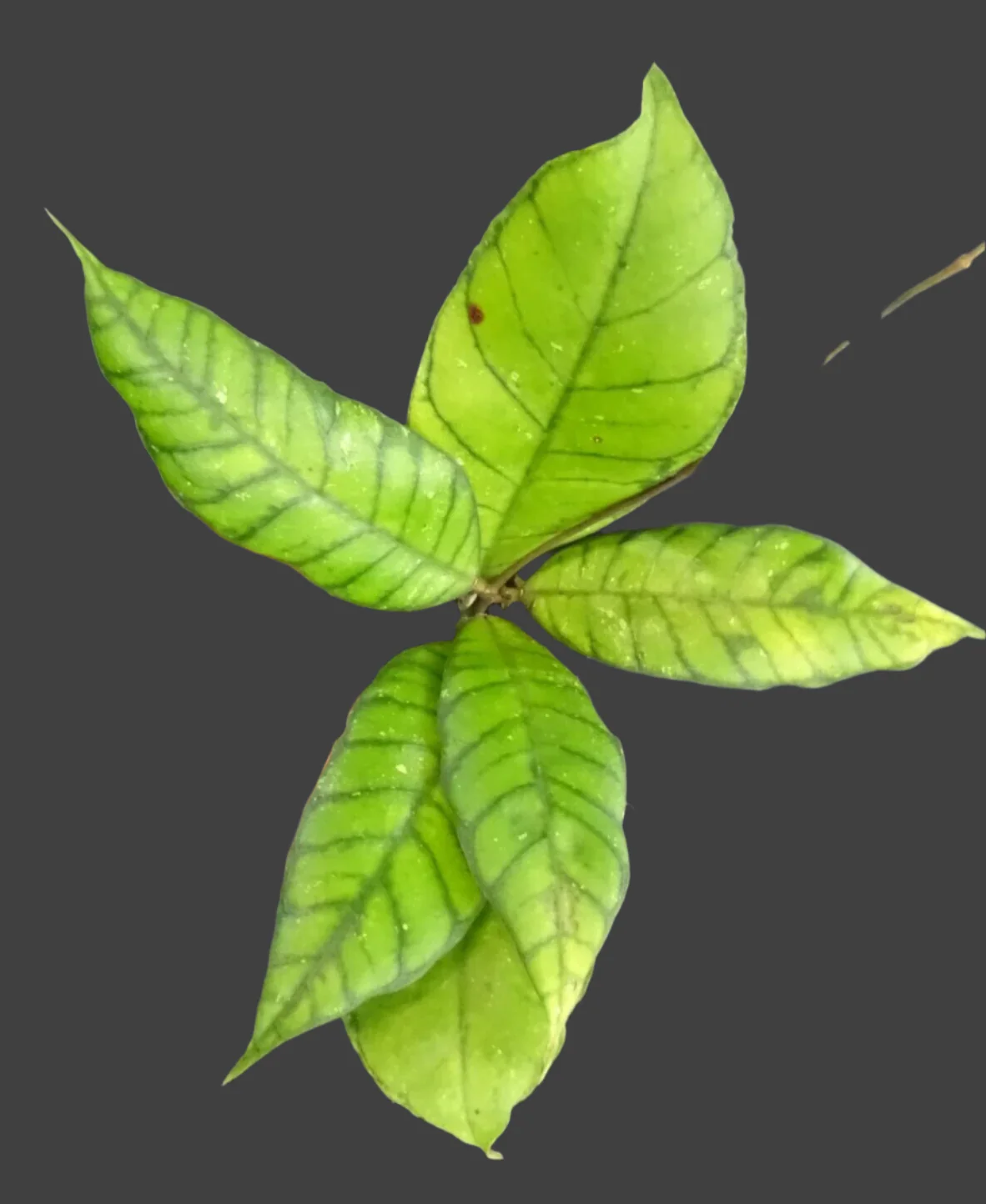 Hoya callistophylla - Image 3