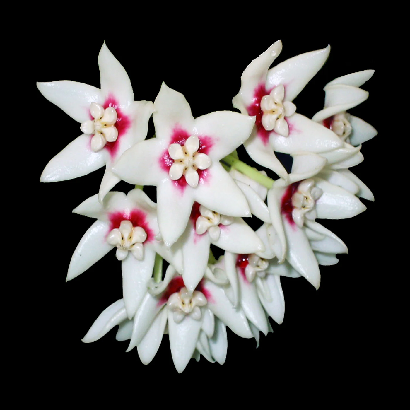 Hoya calycina