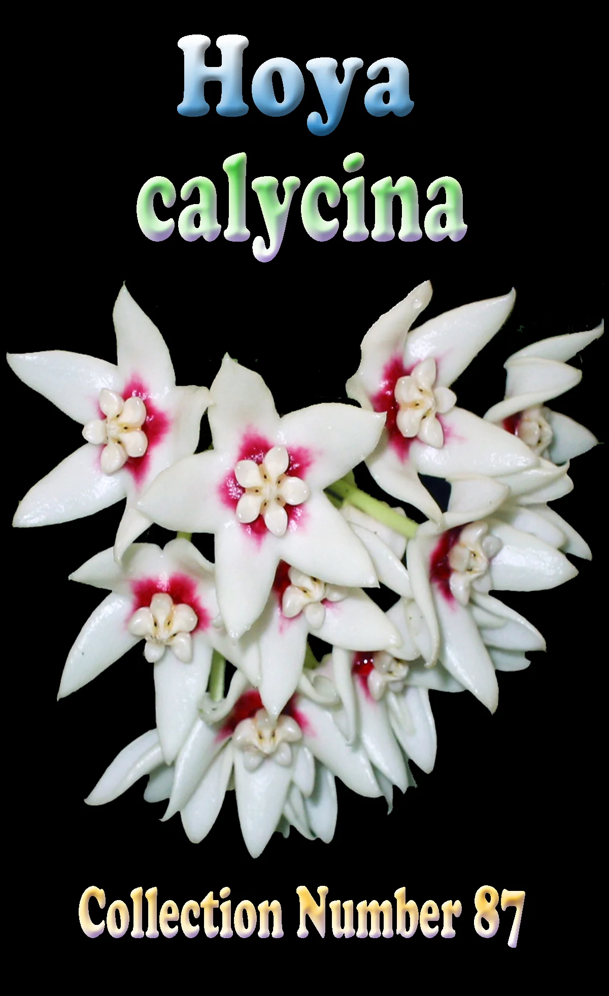 Hoya calycina - Image 2