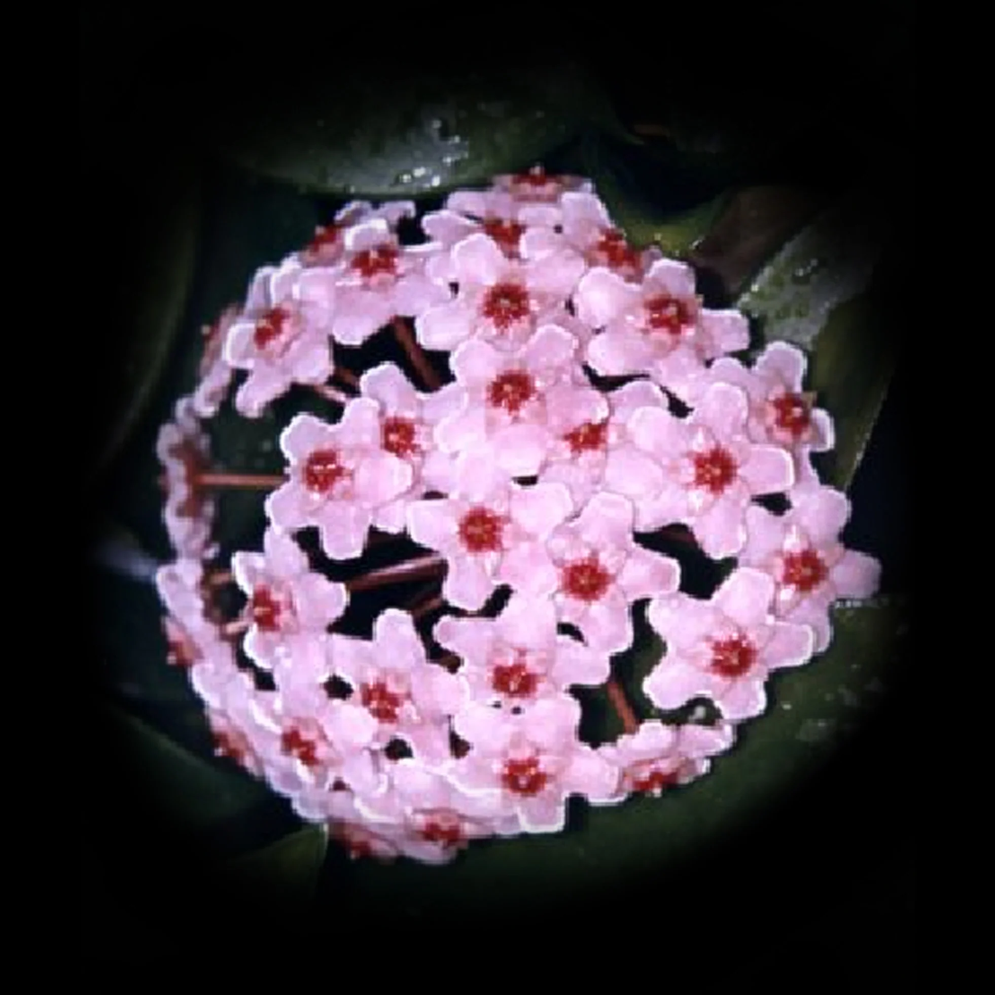 Hoya carnosa