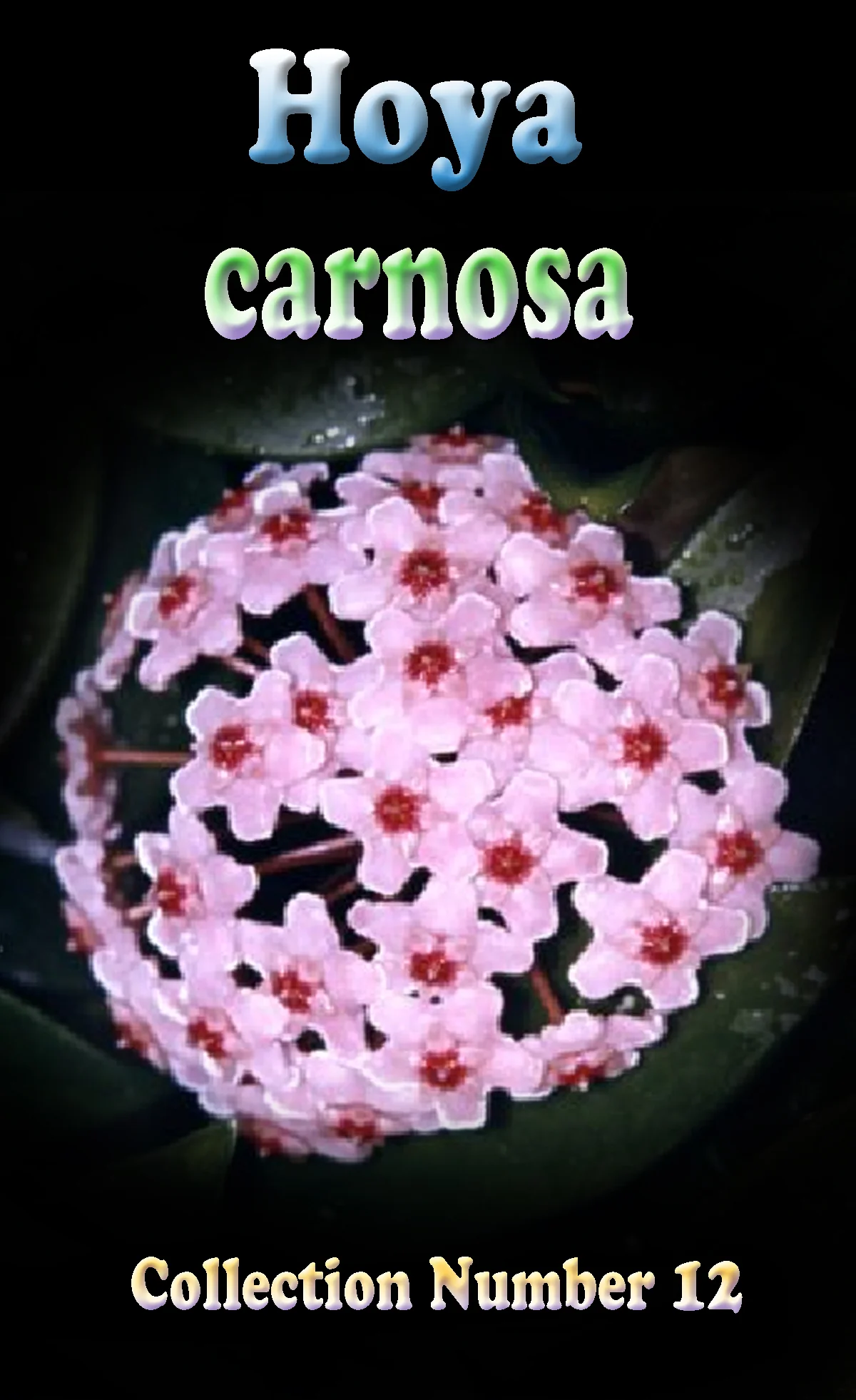 Hoya carnosa - Image 2