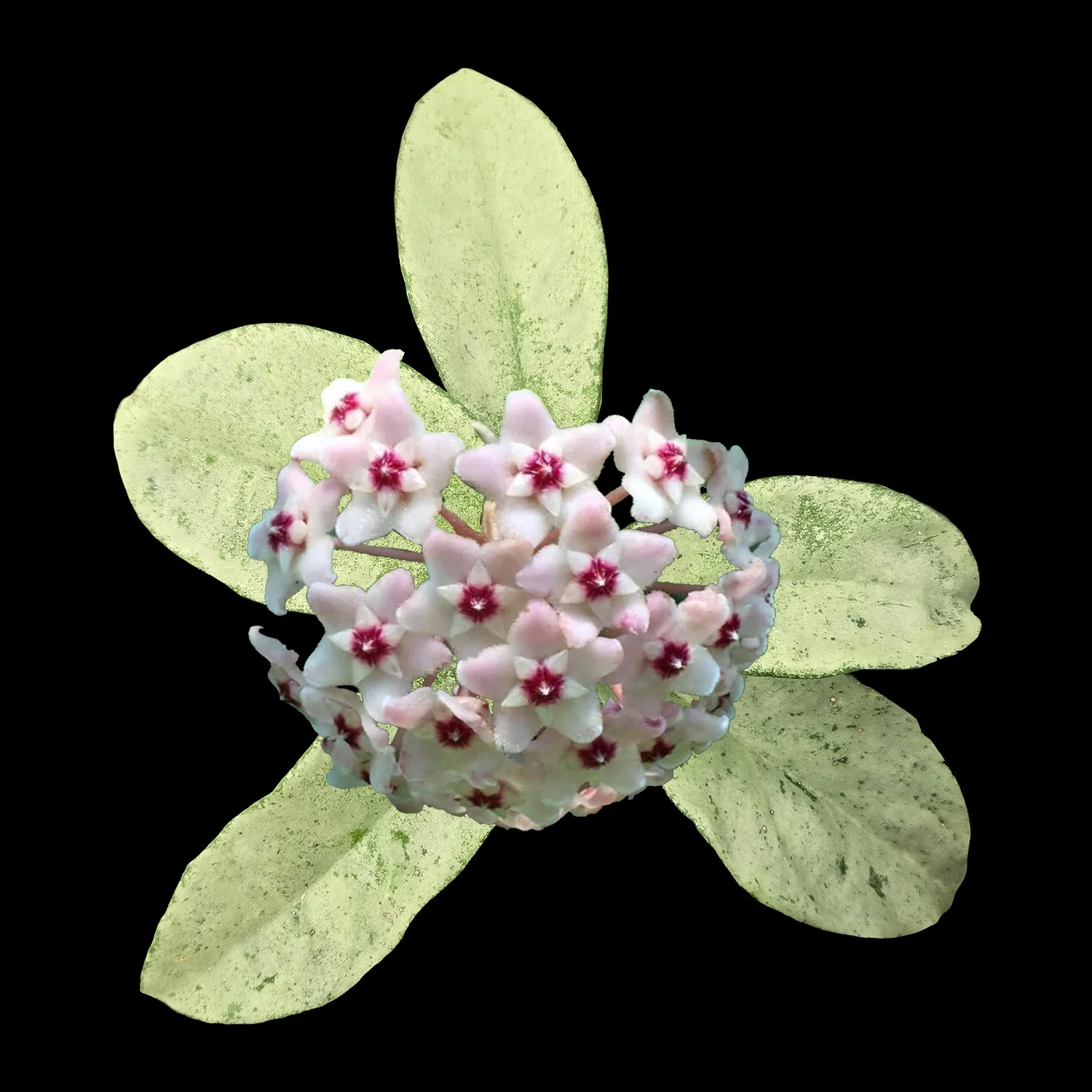 Hoya carnosa 'Grey Ghost'