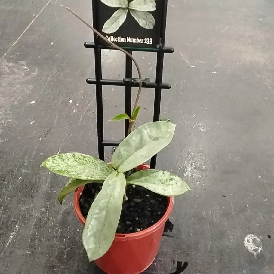 Hoya carnosa 'Grey Ghost' - Image 2