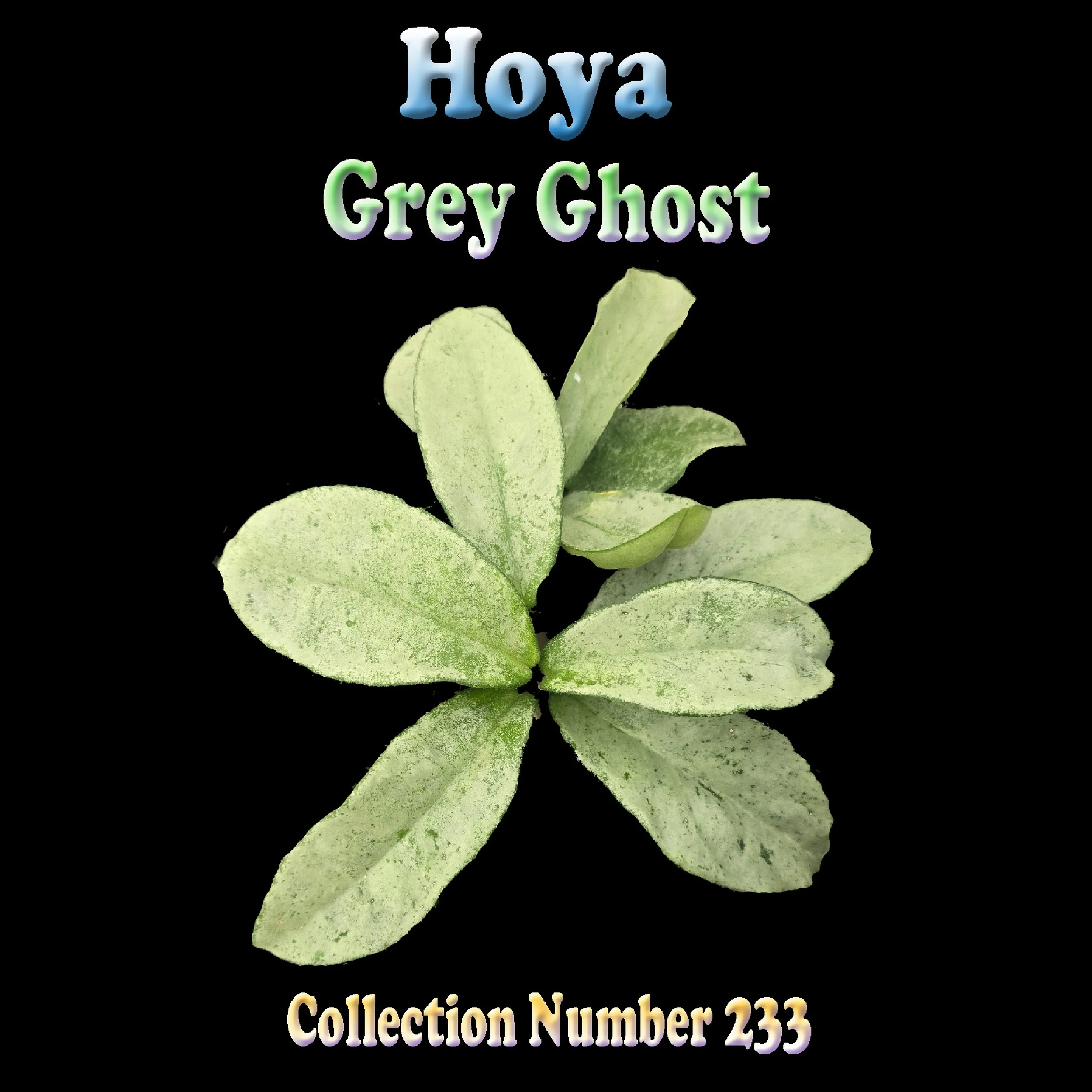 Hoya carnosa 'Grey Ghost' - Image 3