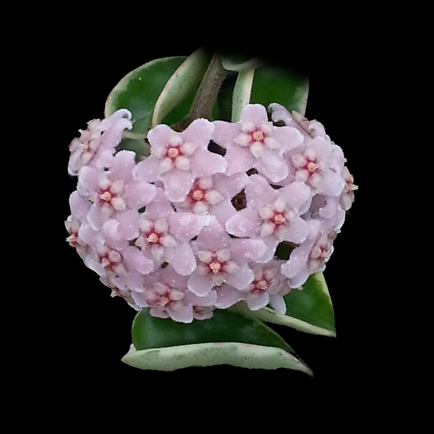 Hoya carnosa 'Indian Rope' Outside Variegate
