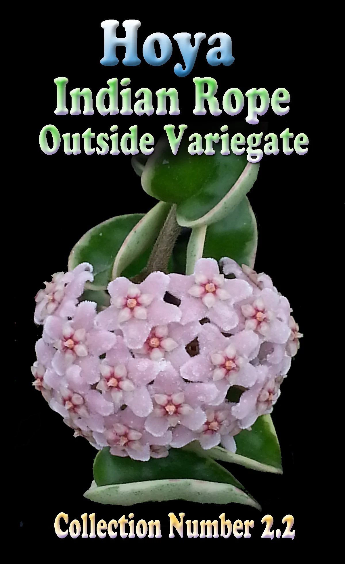 Hoya carnosa 'Indian Rope' Outside Variegate - Image 2