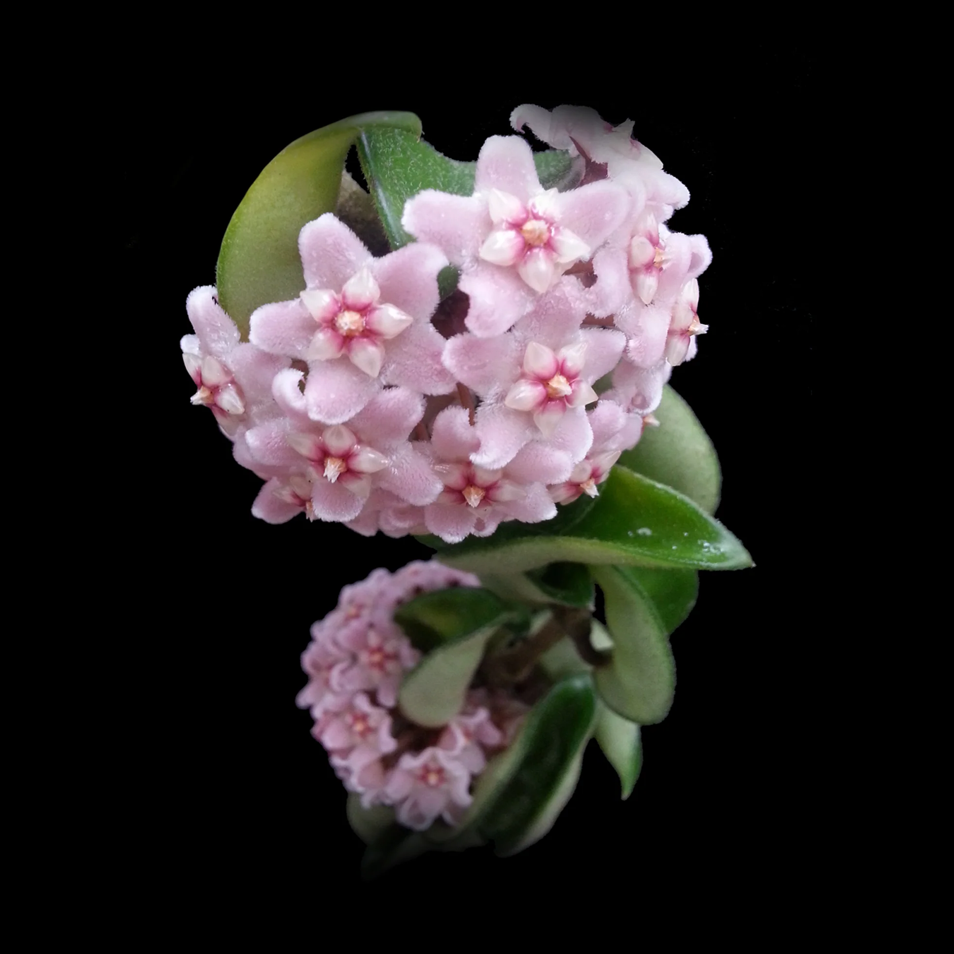 Hoya carnosa 'Indian Rope' – Specimen Plant - Image 2
