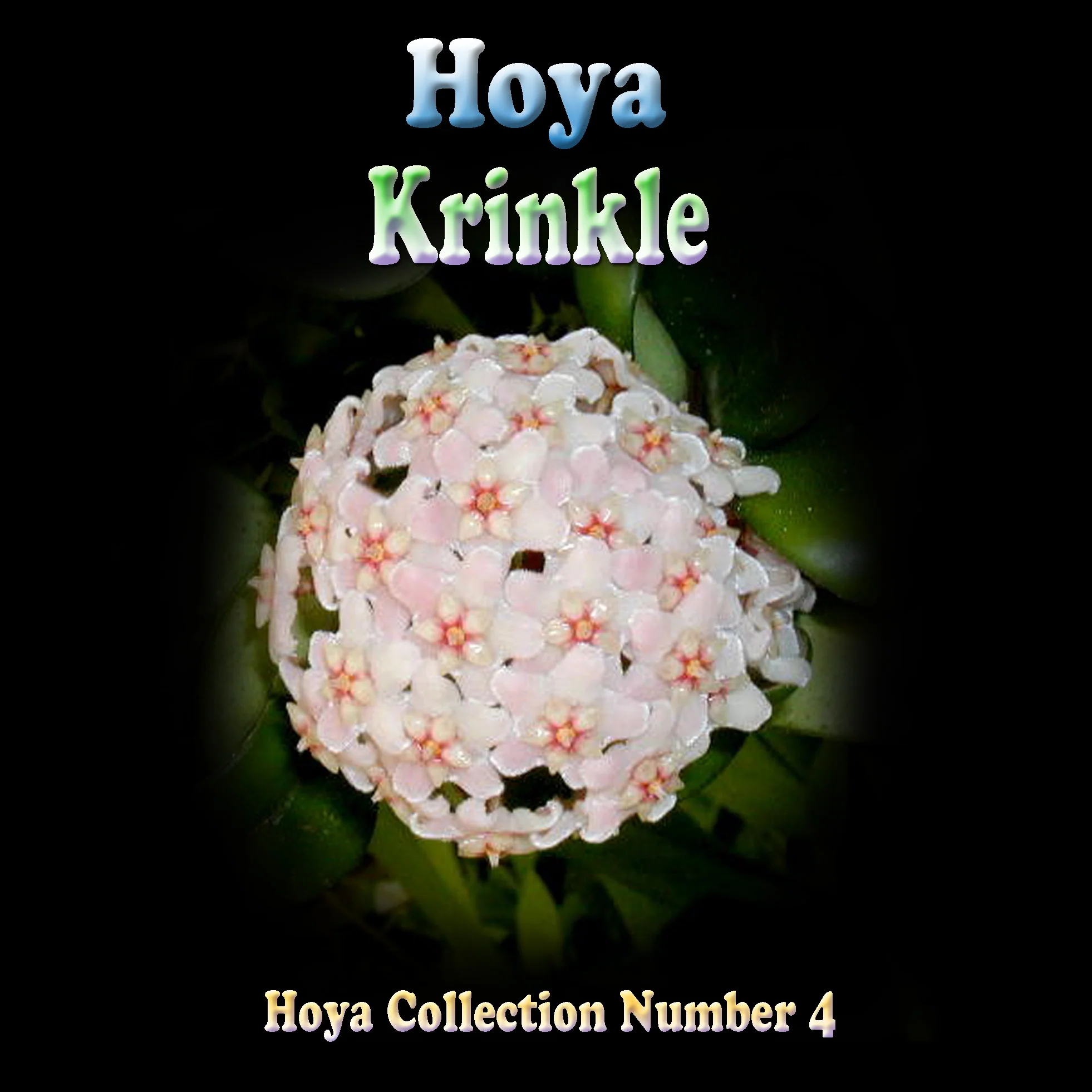Hoya carnosa 'Krinkle' - Image 3
