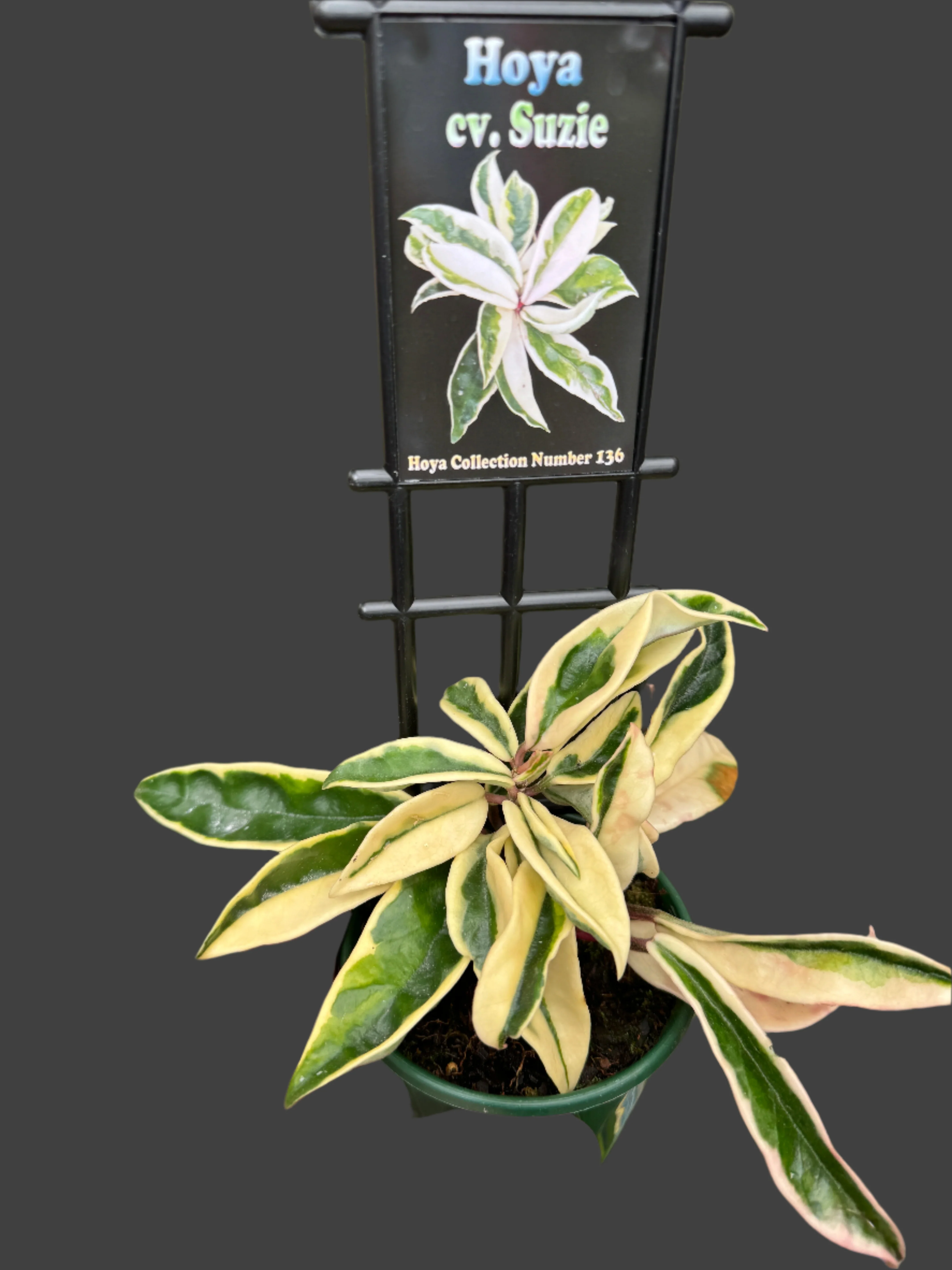 Hoya carnosa 'Suzie' Variegated - Image 2