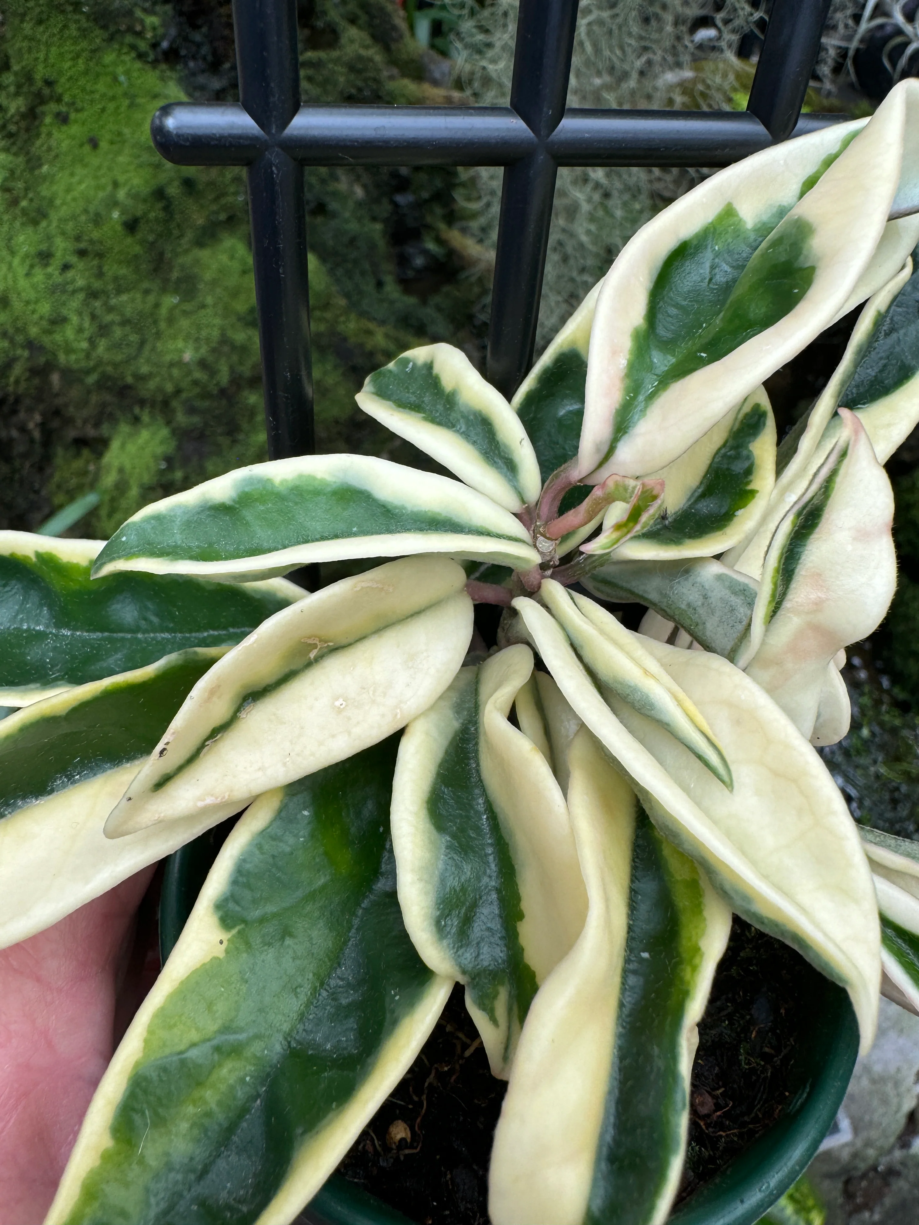 Hoya carnosa 'Suzie' Variegated - Image 3