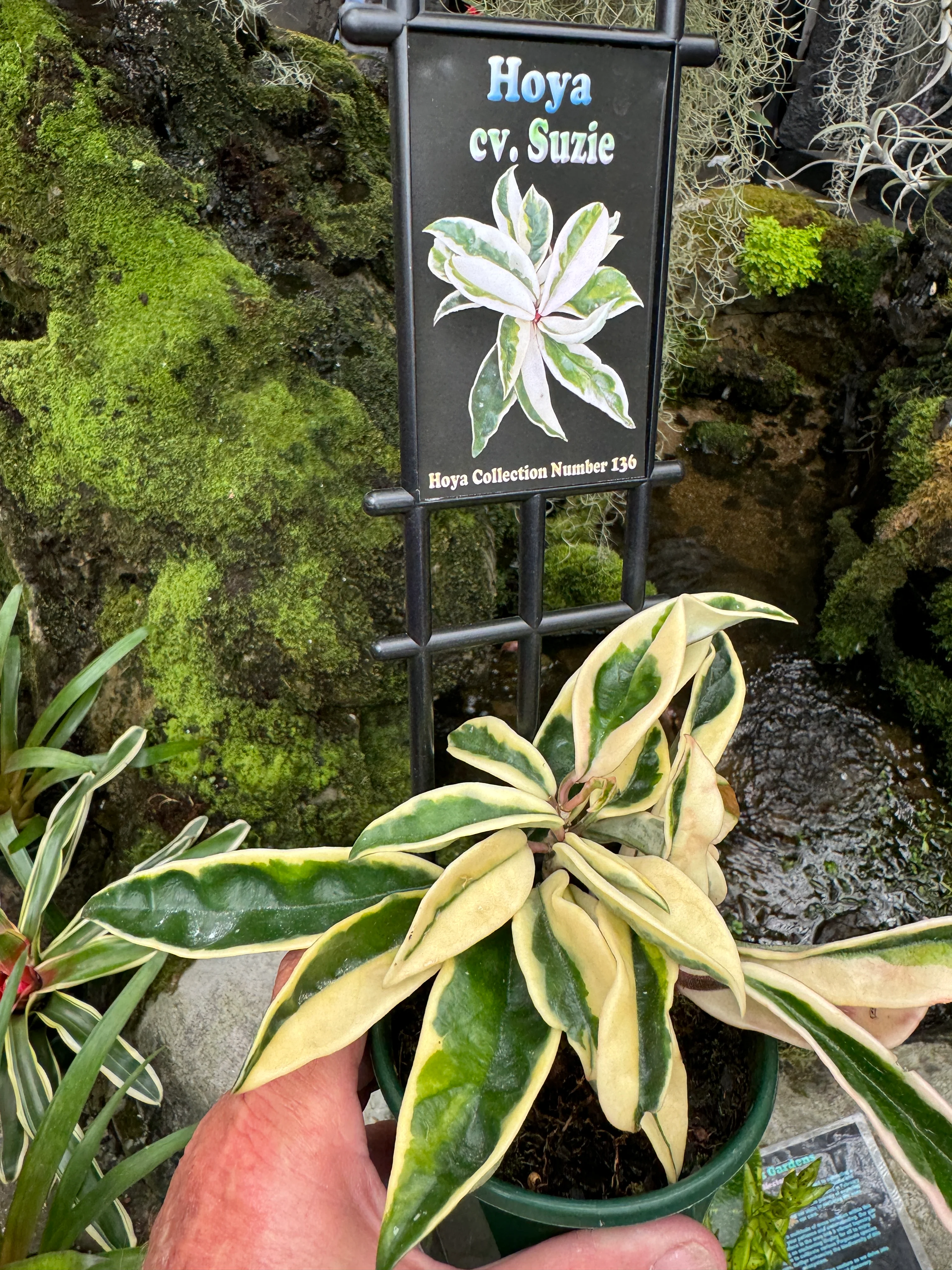 Hoya carnosa 'Suzie' Variegated - Image 4