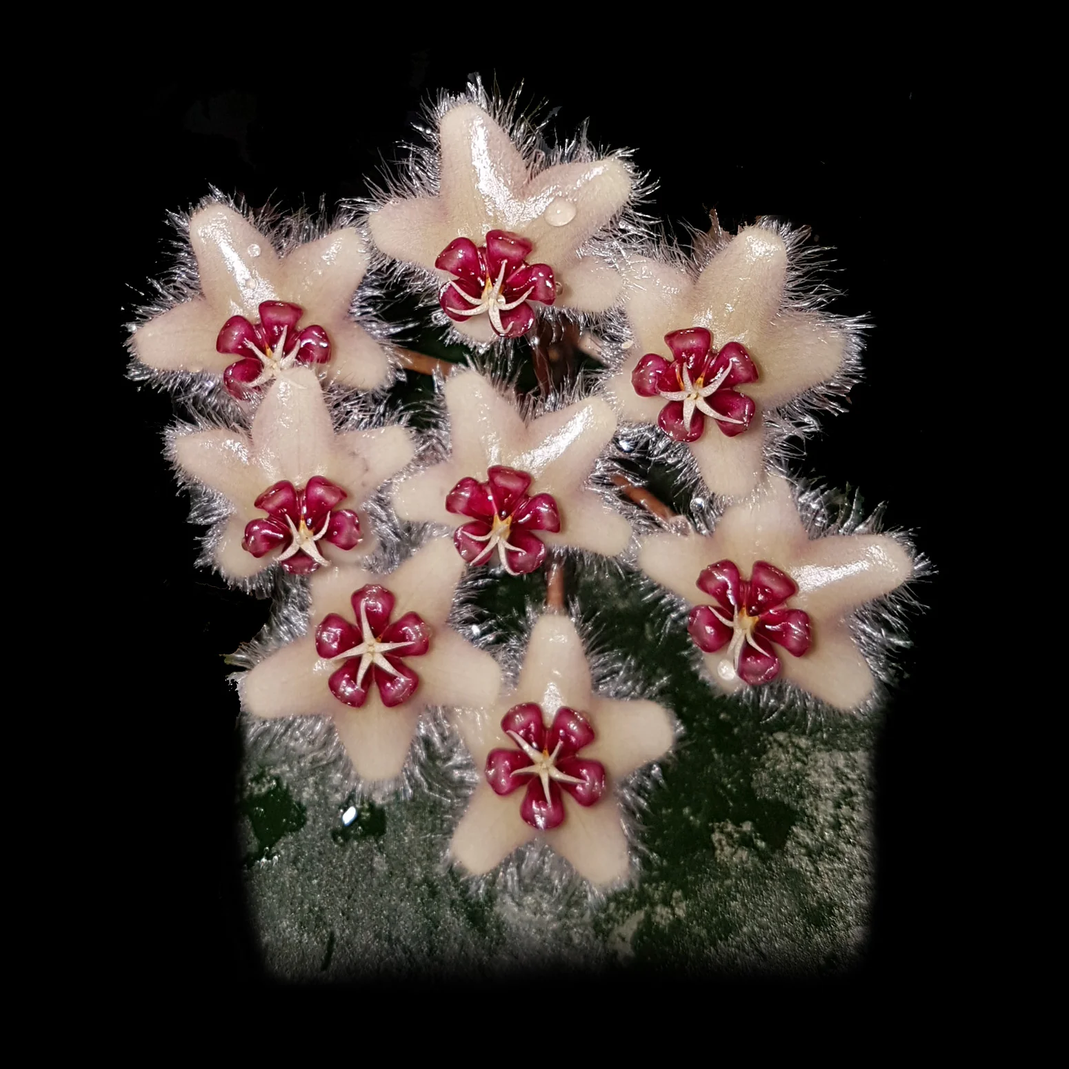 Hoya caudata 'Crassifolia'
