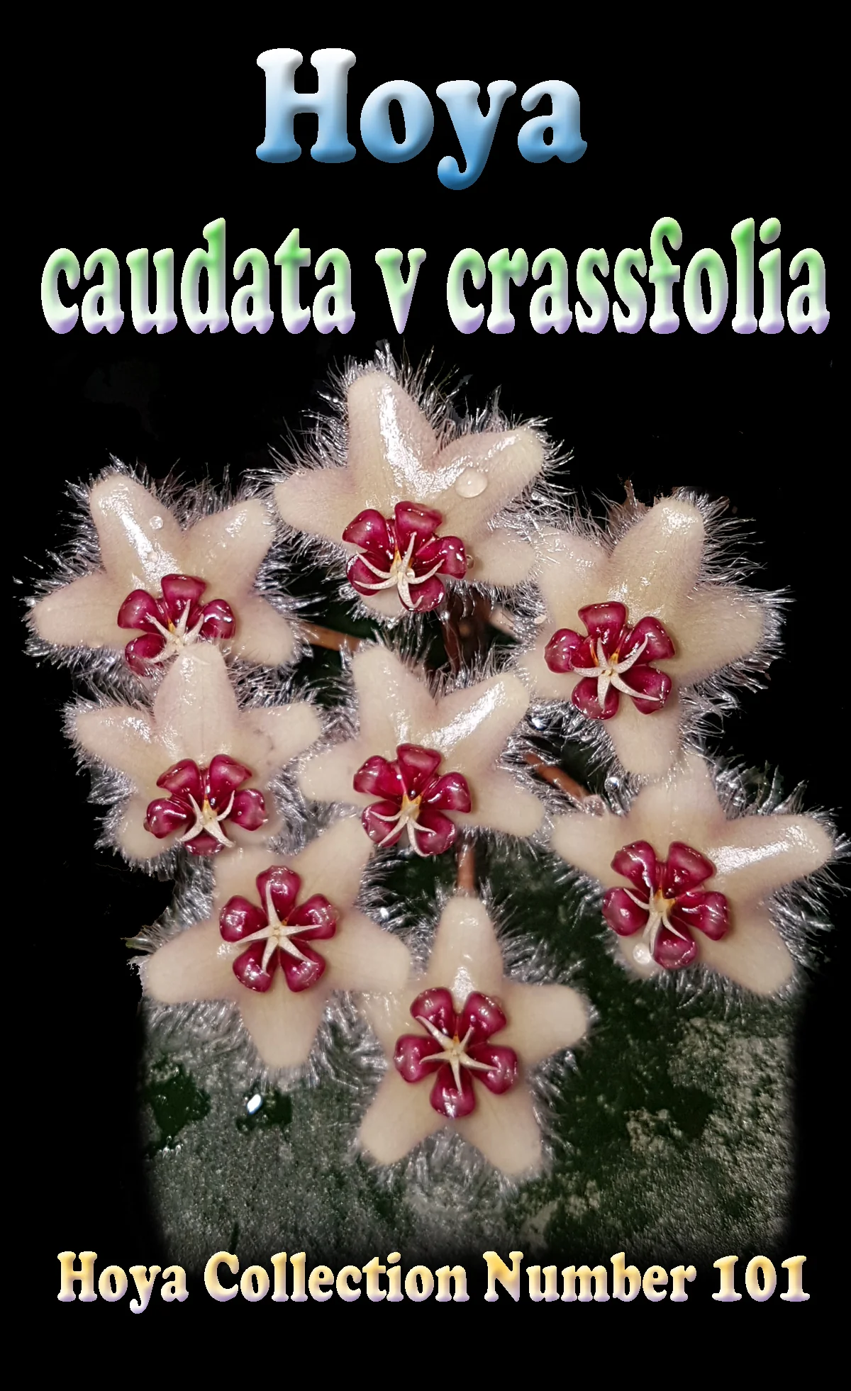 Hoya caudata 'Crassifolia' - Image 2