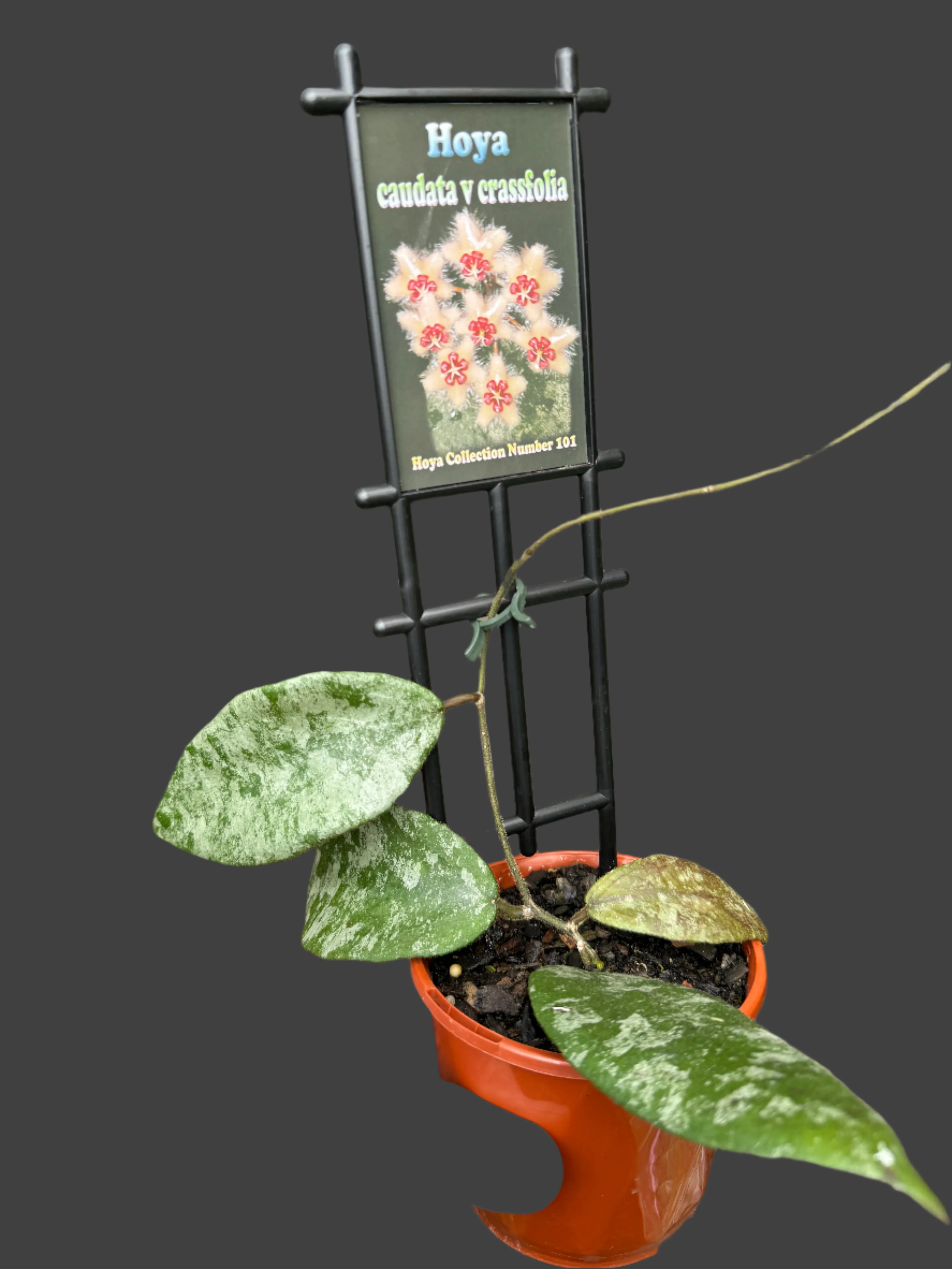 Hoya caudata 'Crassifolia' - Image 3
