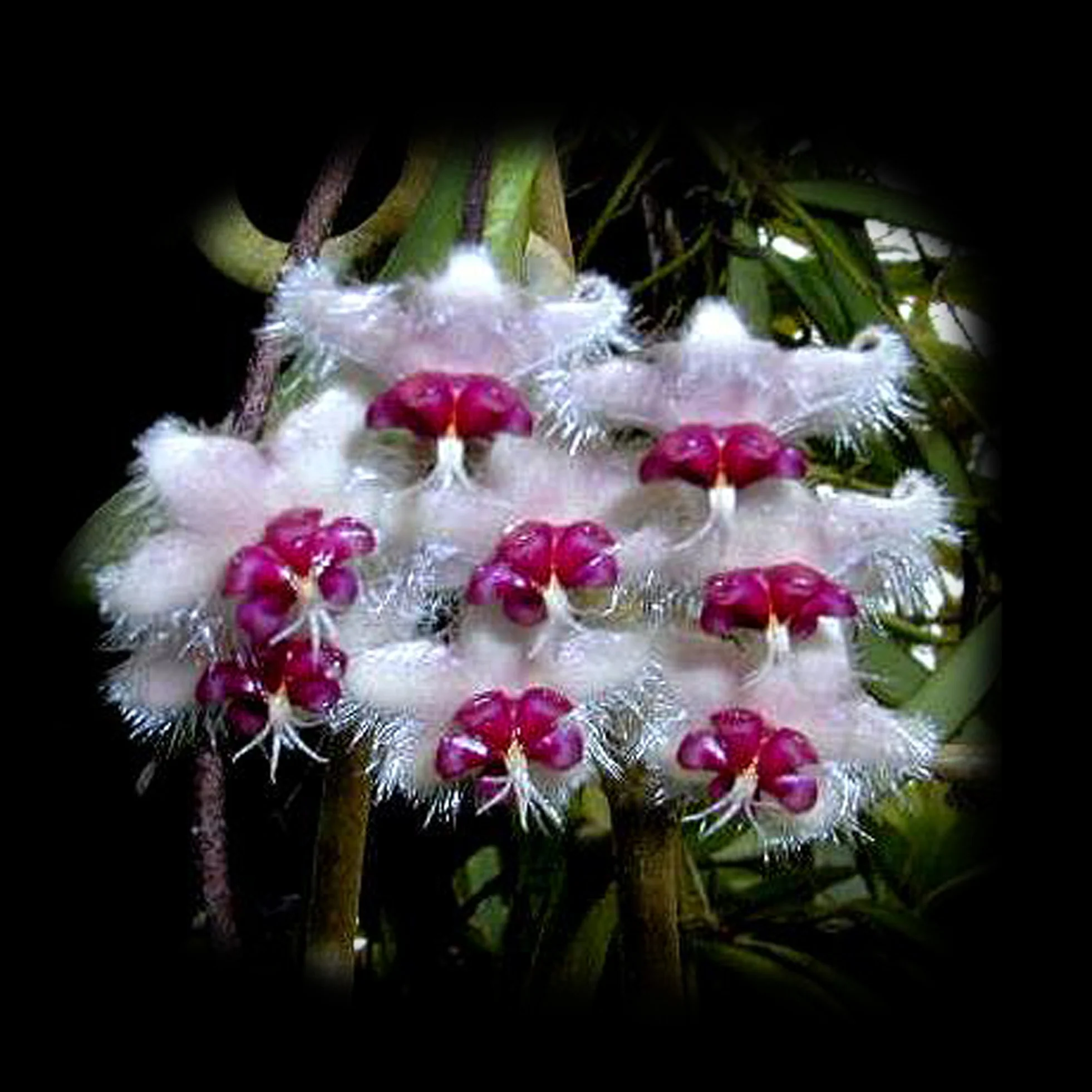 Hoya caudata 'Sumatra'