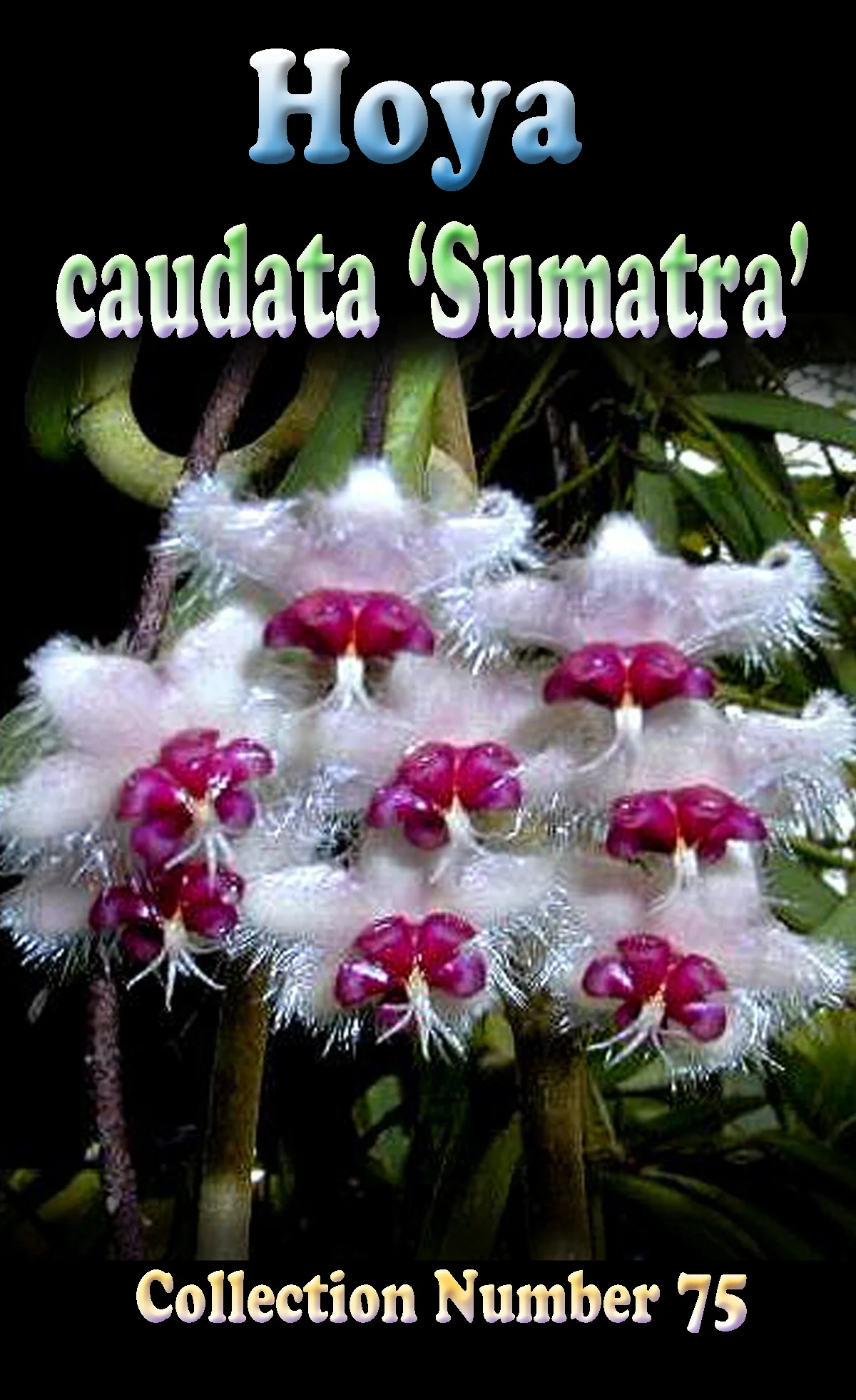 Hoya caudata 'Sumatra' - Image 2