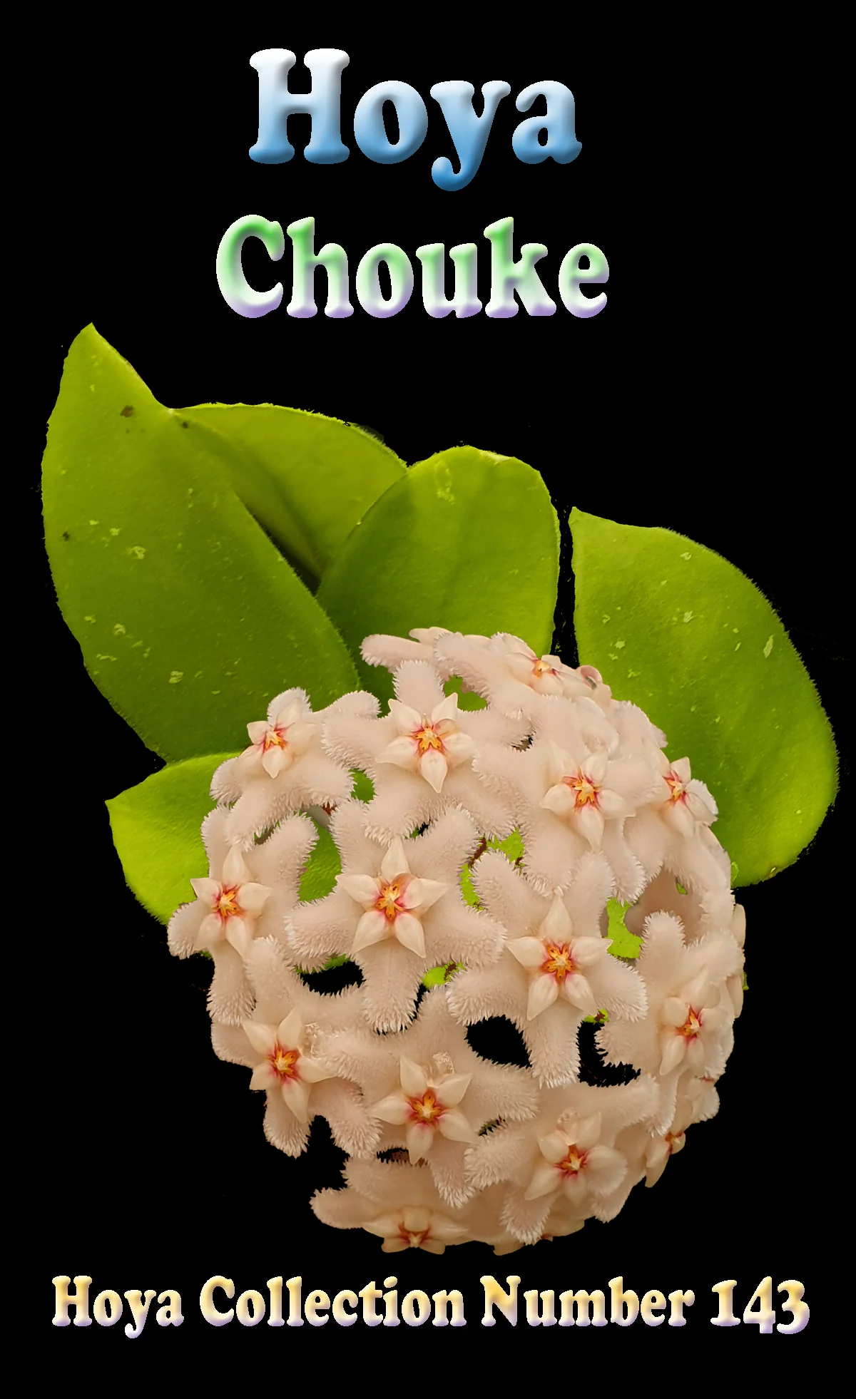 Hoya 'Chouke' - Image 2