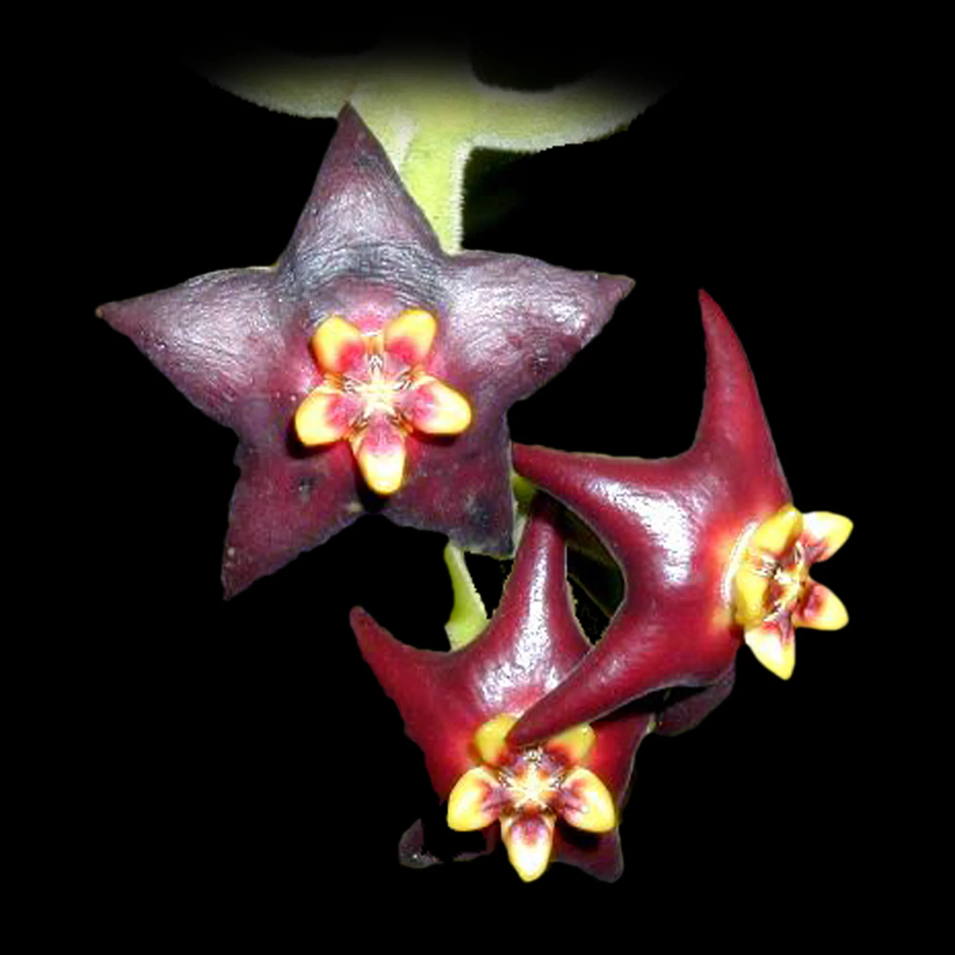 Hoya ciliata