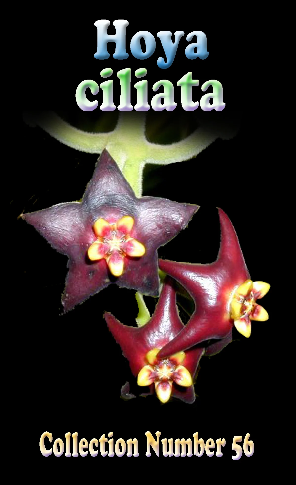 Hoya ciliata - Image 2