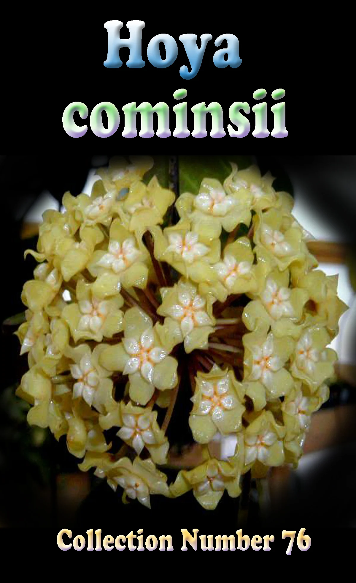 Hoya cominsii - Image 2