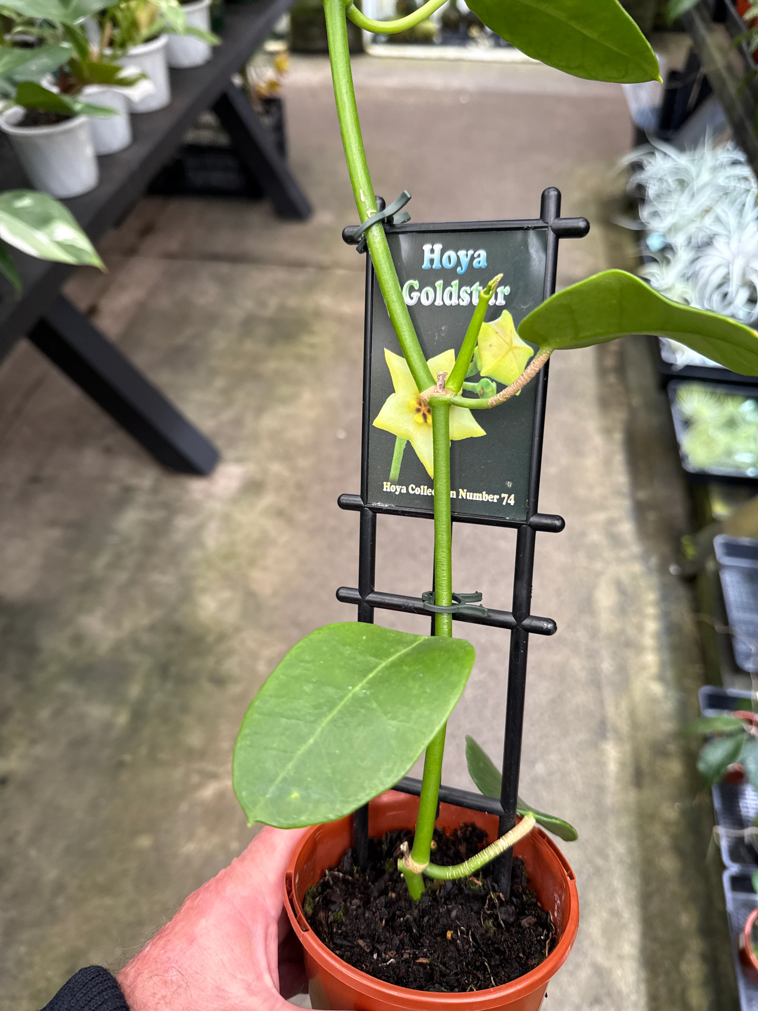 Hoya coronaria 'Gold Star' - Image 2