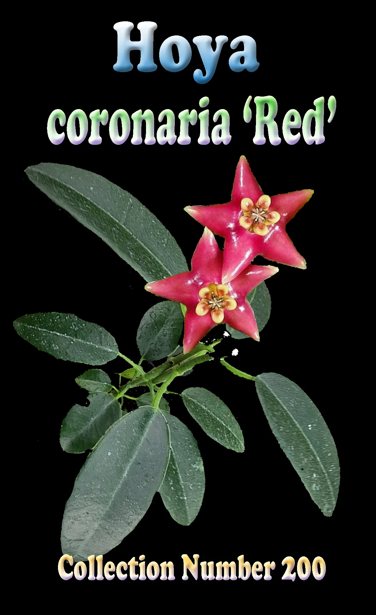 Hoya coronaria 'Red' - Image 2