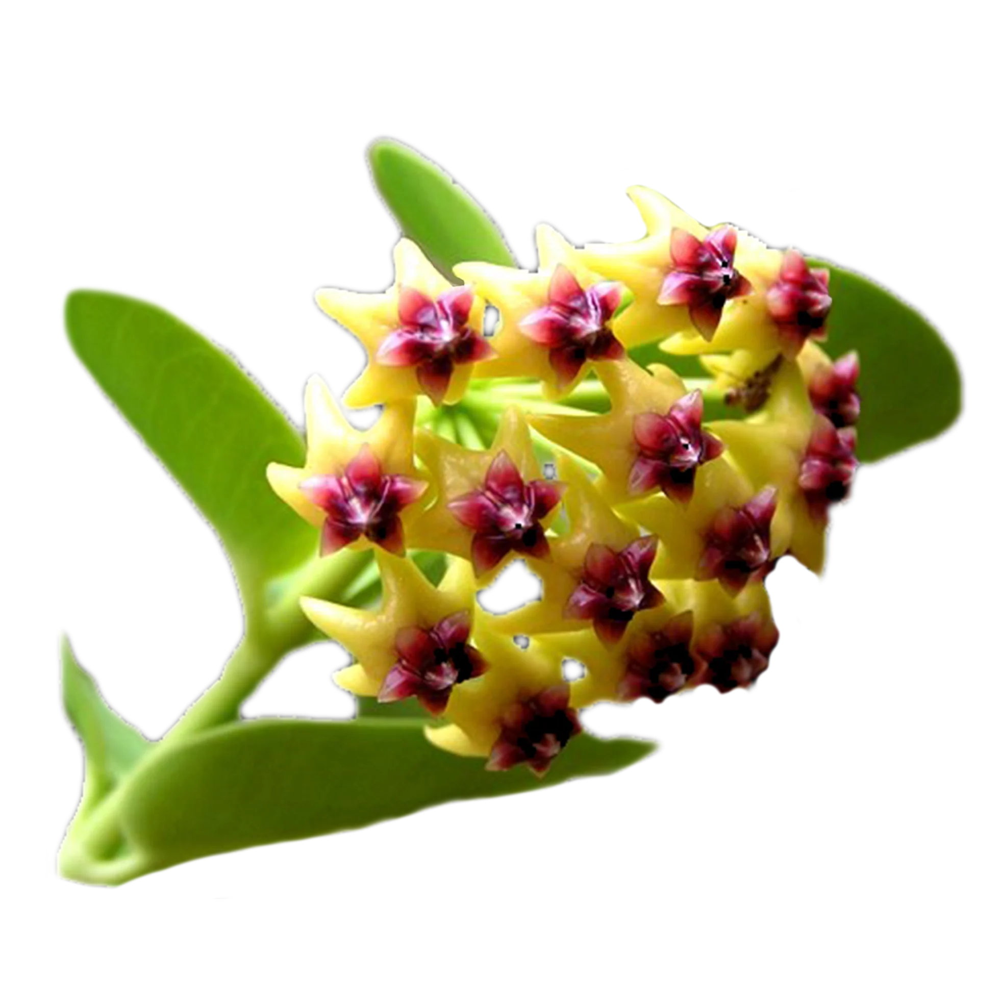 Hoya cummingiana