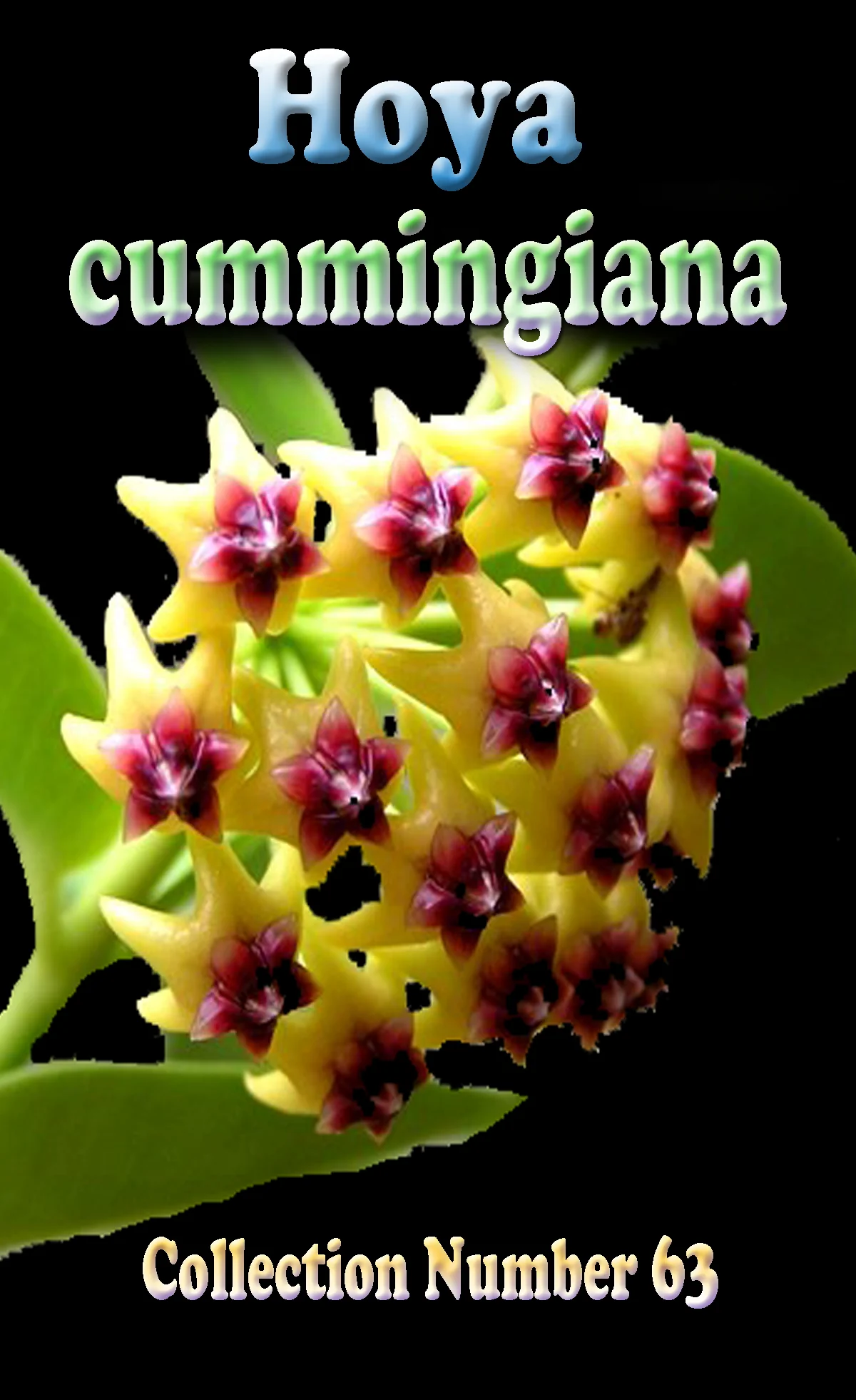 Hoya cummingiana - Image 2