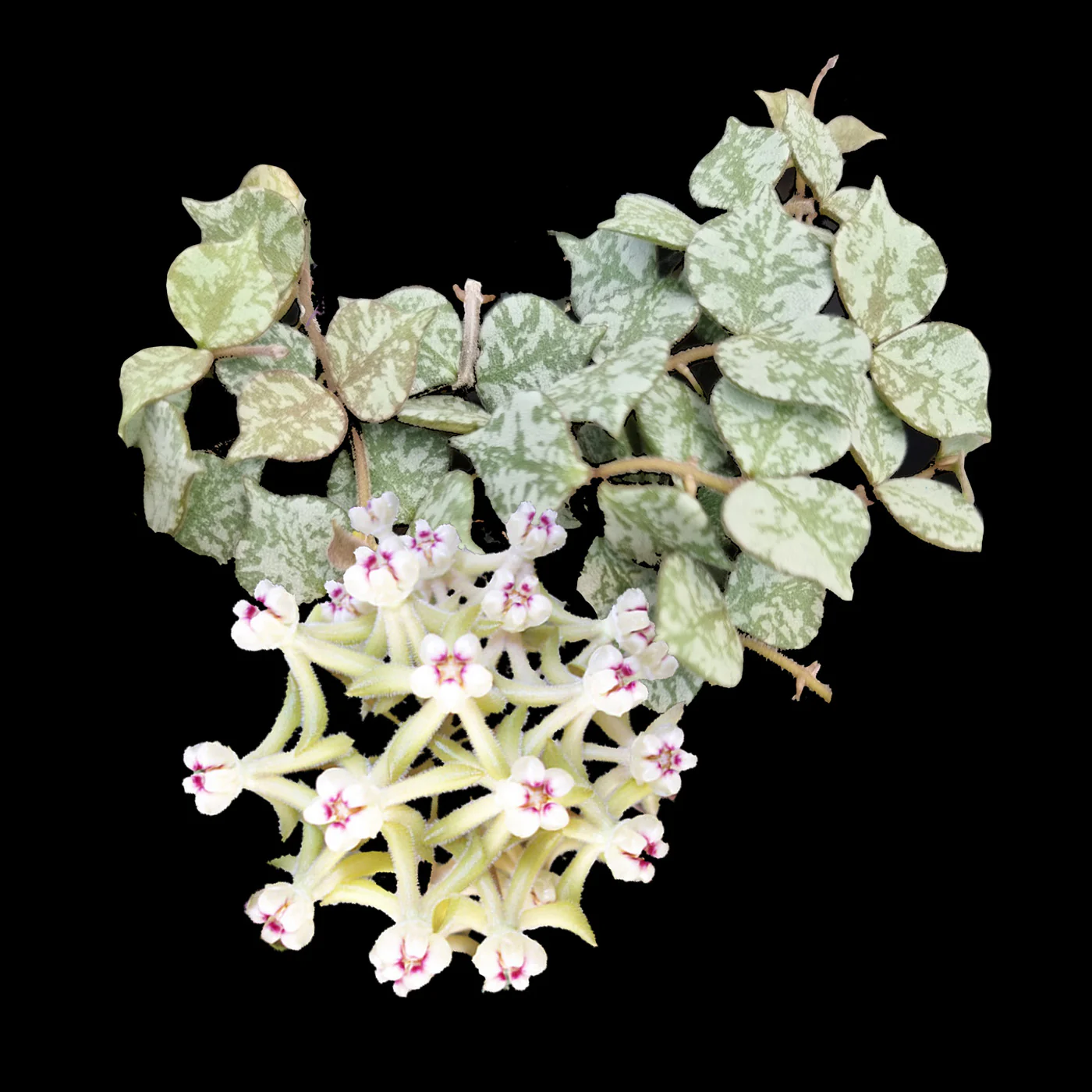 Hoya curtisii 'Thailand Form'