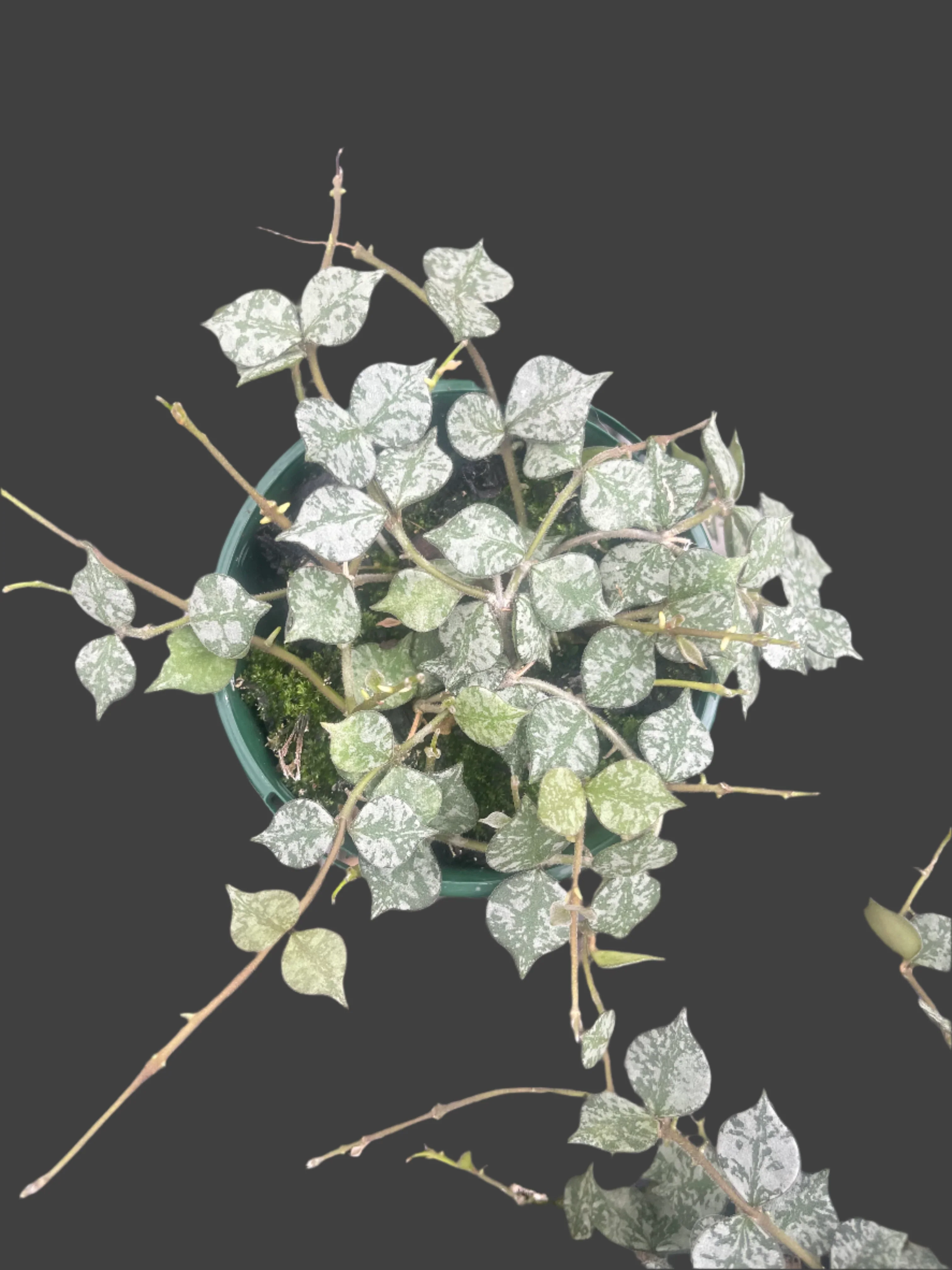 Hoya curtisii 'Thailand Form' - Image 2