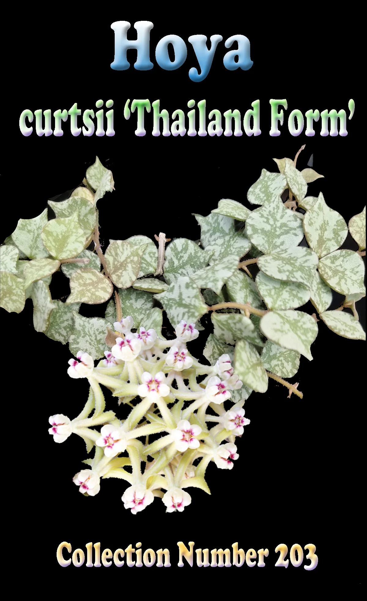 Hoya curtisii 'Thailand Form' - Image 3